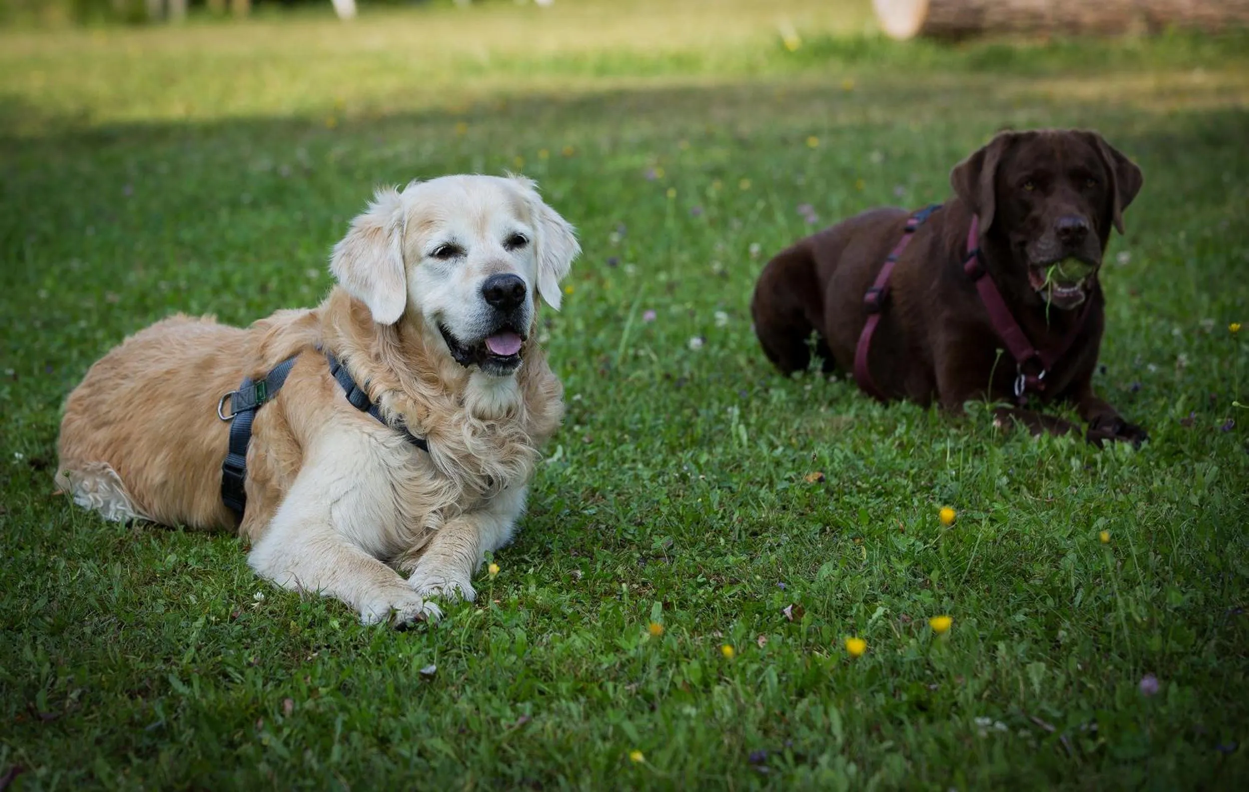 Animals in Bed & Breakfast Eckwirt