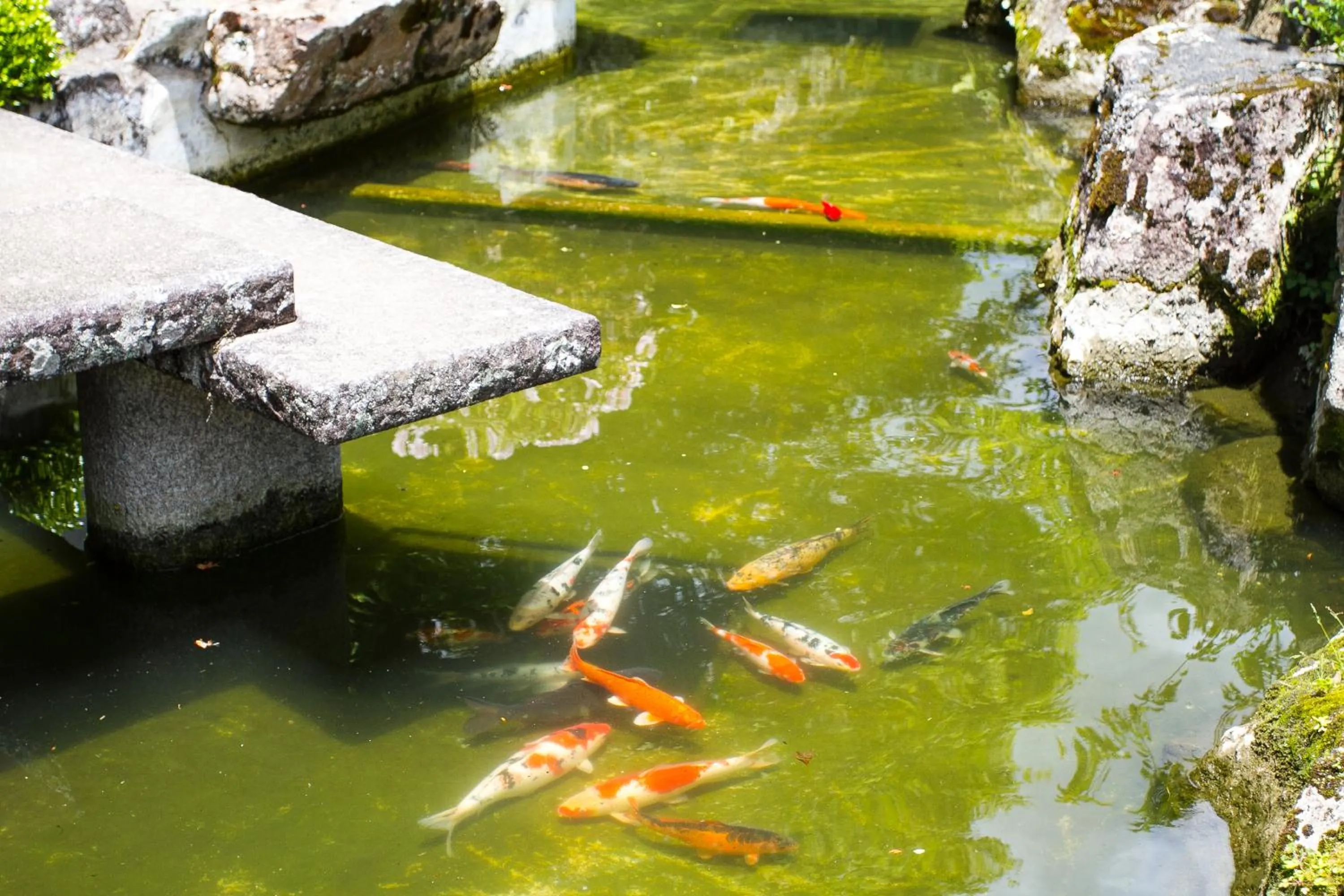 Animals in Hotel Matsubara