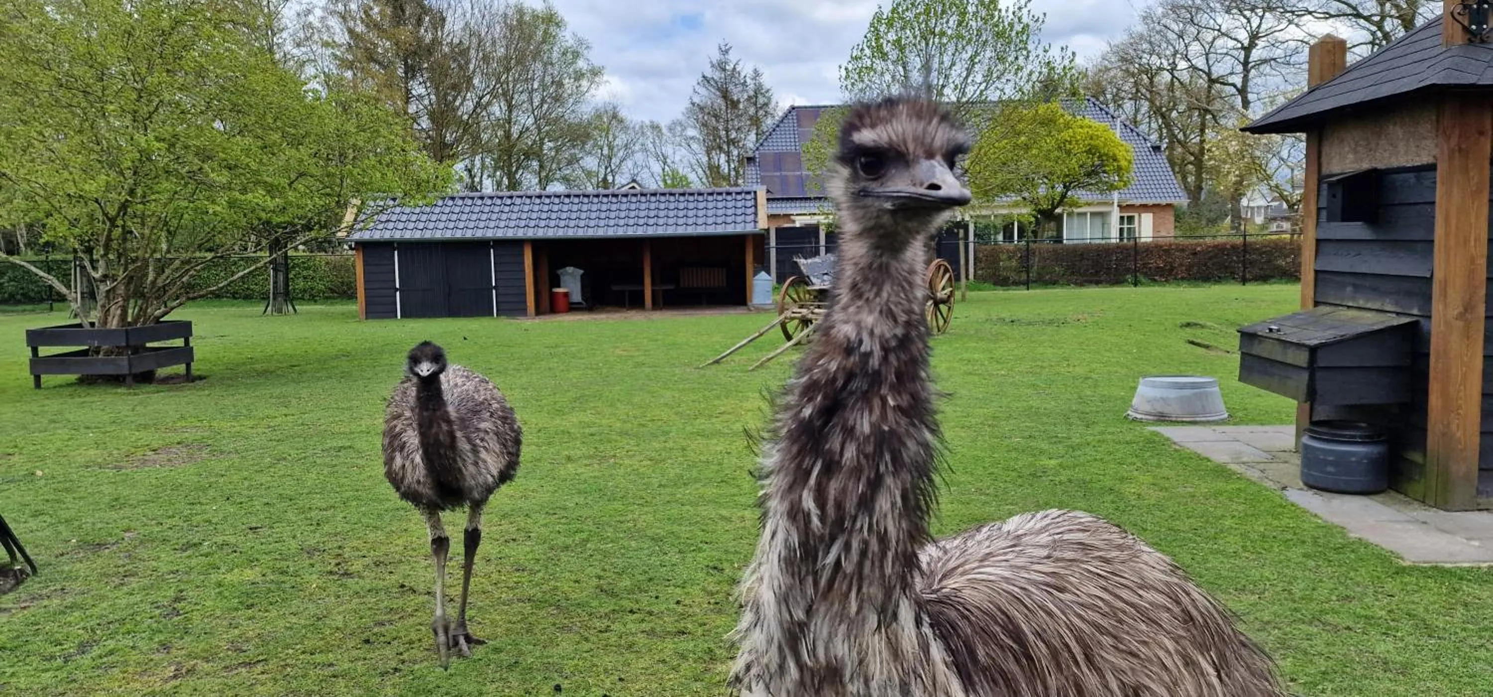 Animals in B&B Hertenhoef, Fluitenberg (Hoogeveen)