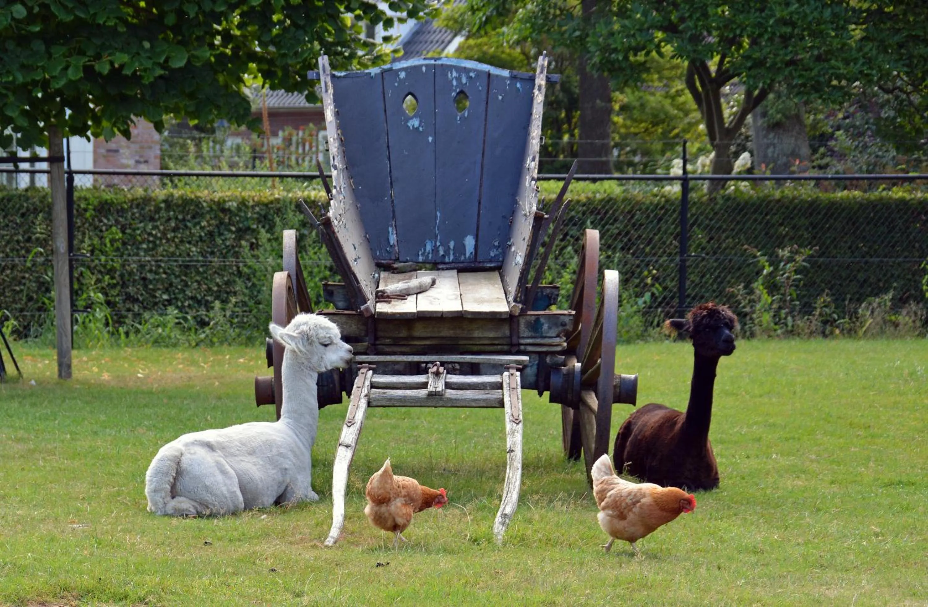 Animals in B&B Hertenhoef, Fluitenberg (Hoogeveen)