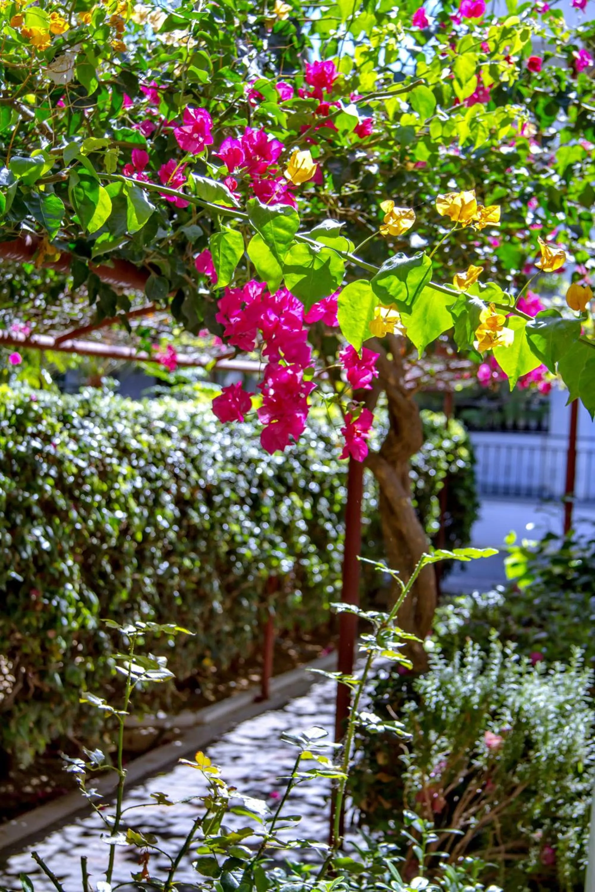 Garden in Lyda Hotel