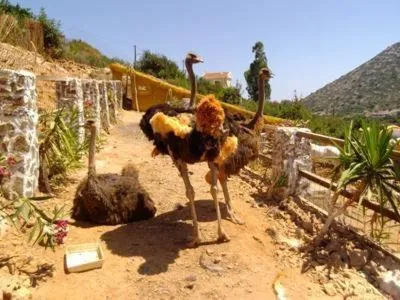 Garden in Stone Village Hotel Apartments