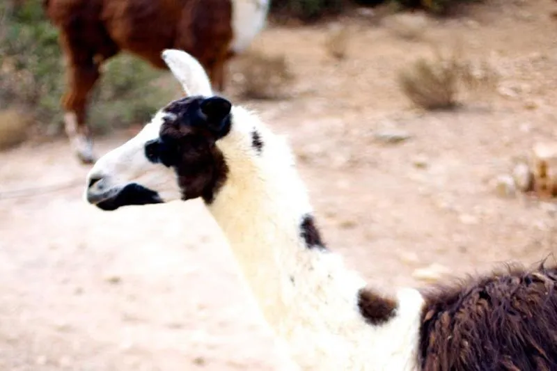 Other in Stone Village Hotel Apartments