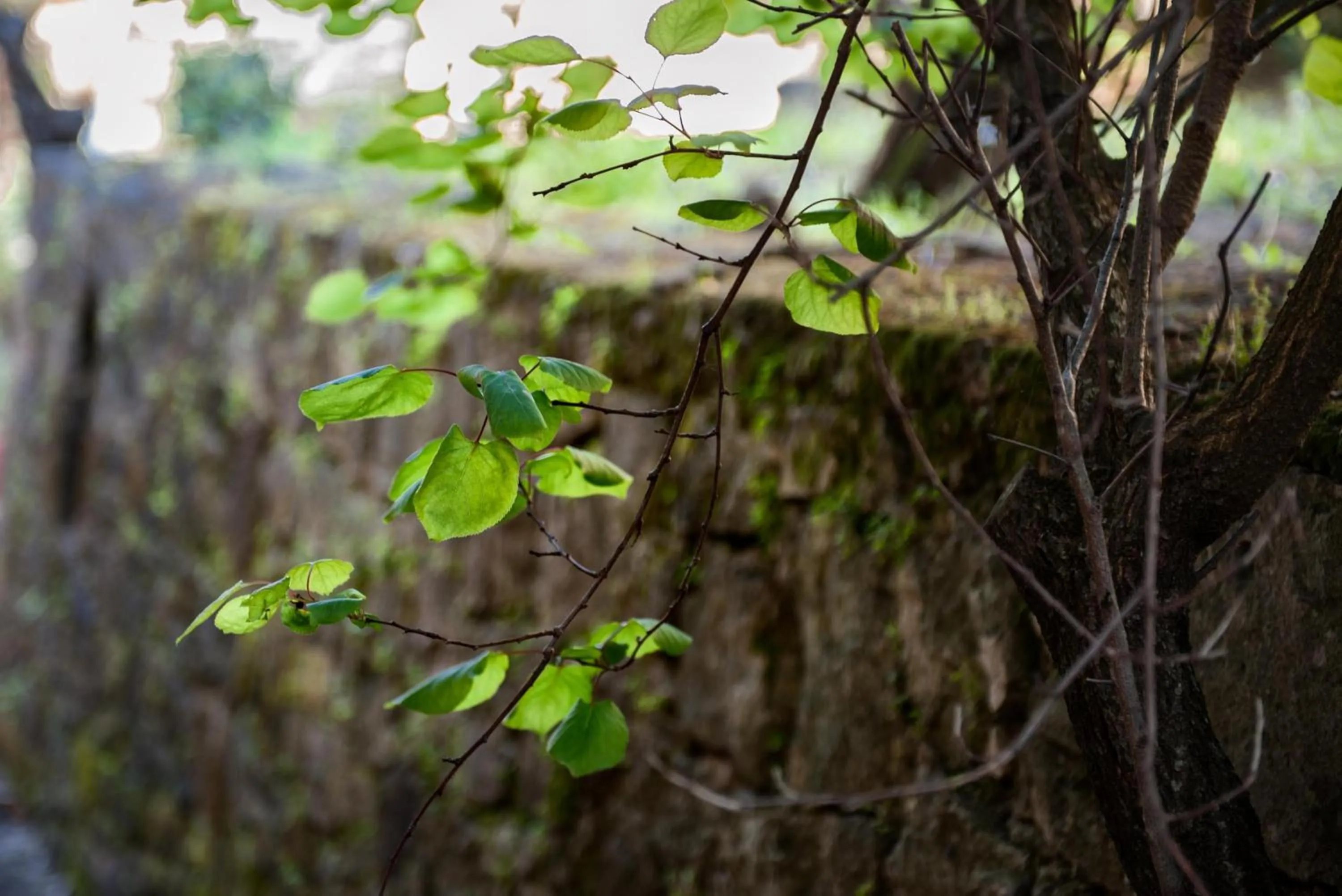 Other in Razis Apartments