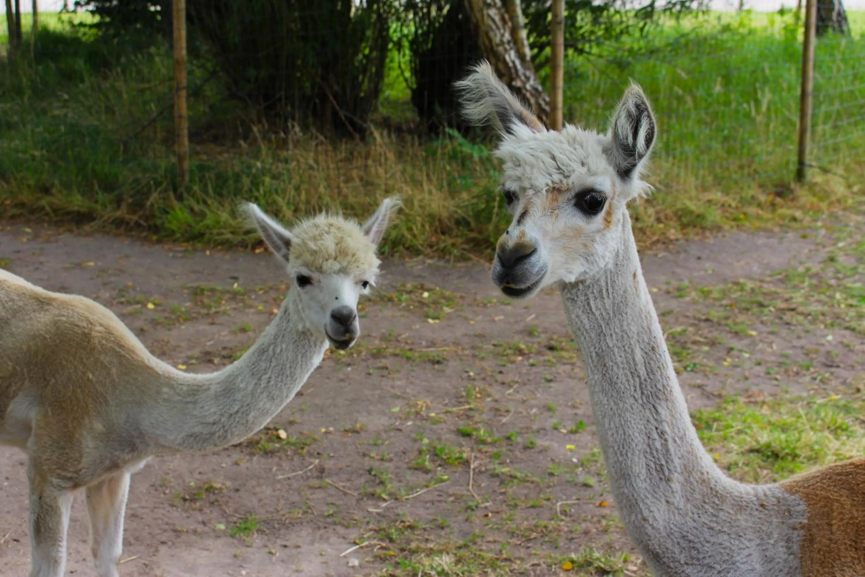 Animals in Van der Valk Hotel Apeldoorn