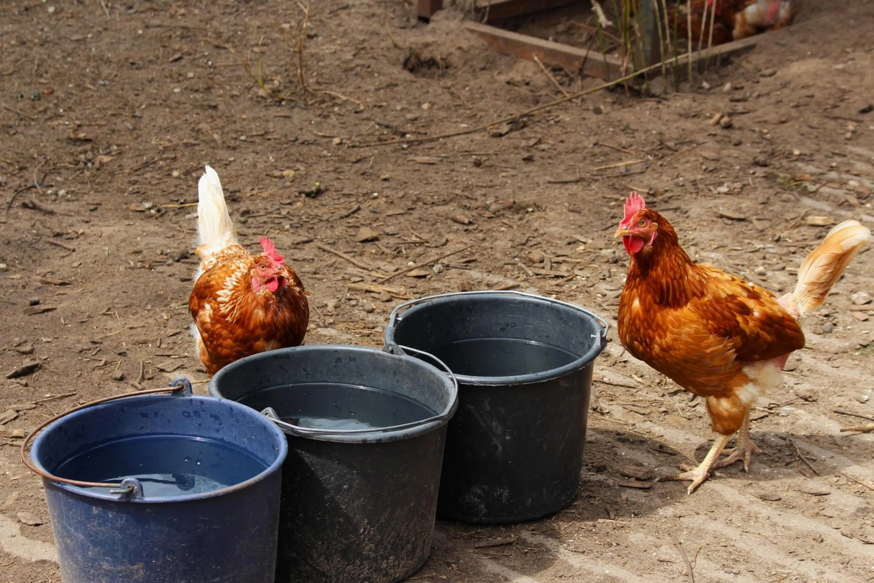 Animals in Van der Valk Hotel Apeldoorn