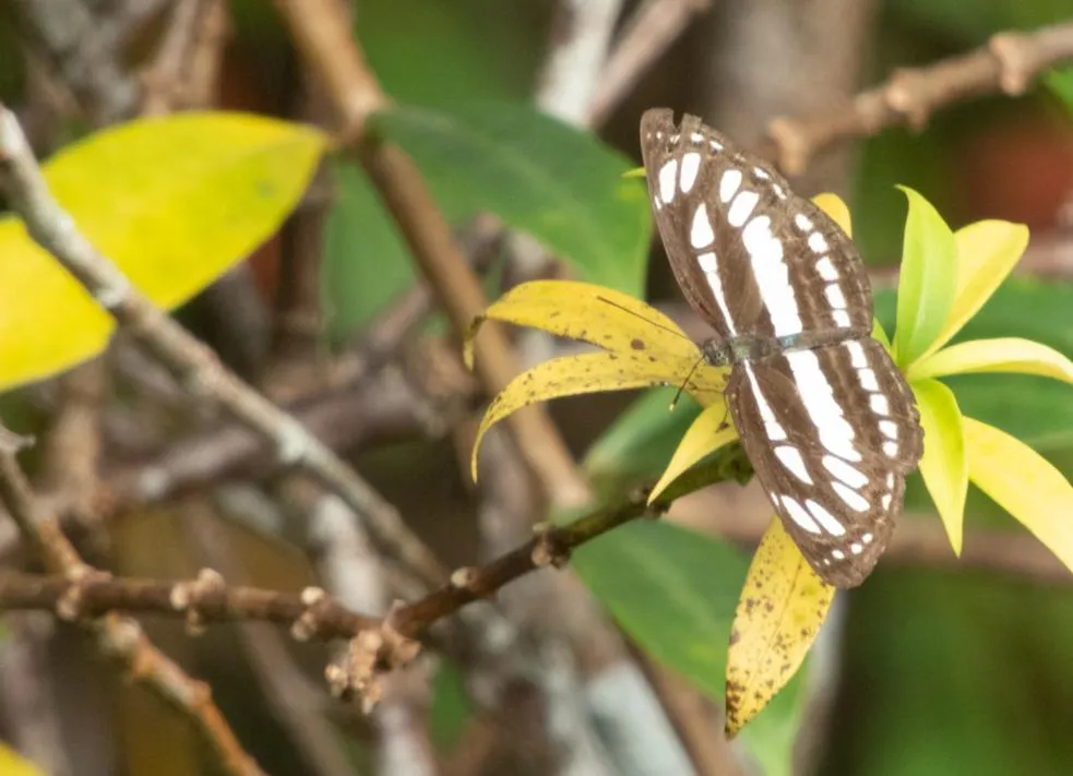 AHAS GAWWA Eco Lodge
