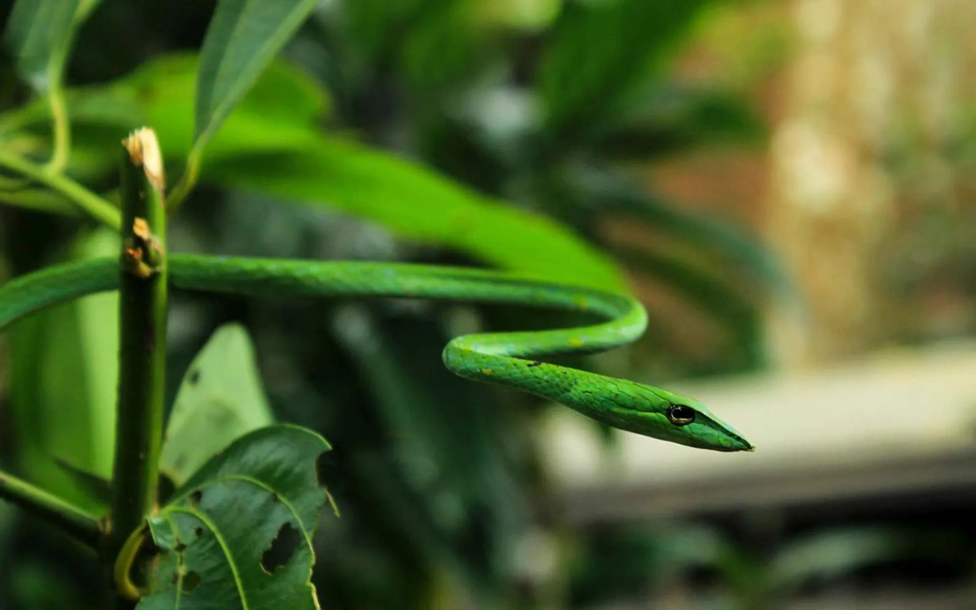 AHAS GAWWA Eco Lodge