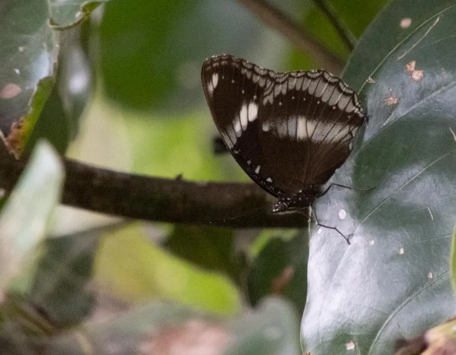 AHAS GAWWA Eco Lodge