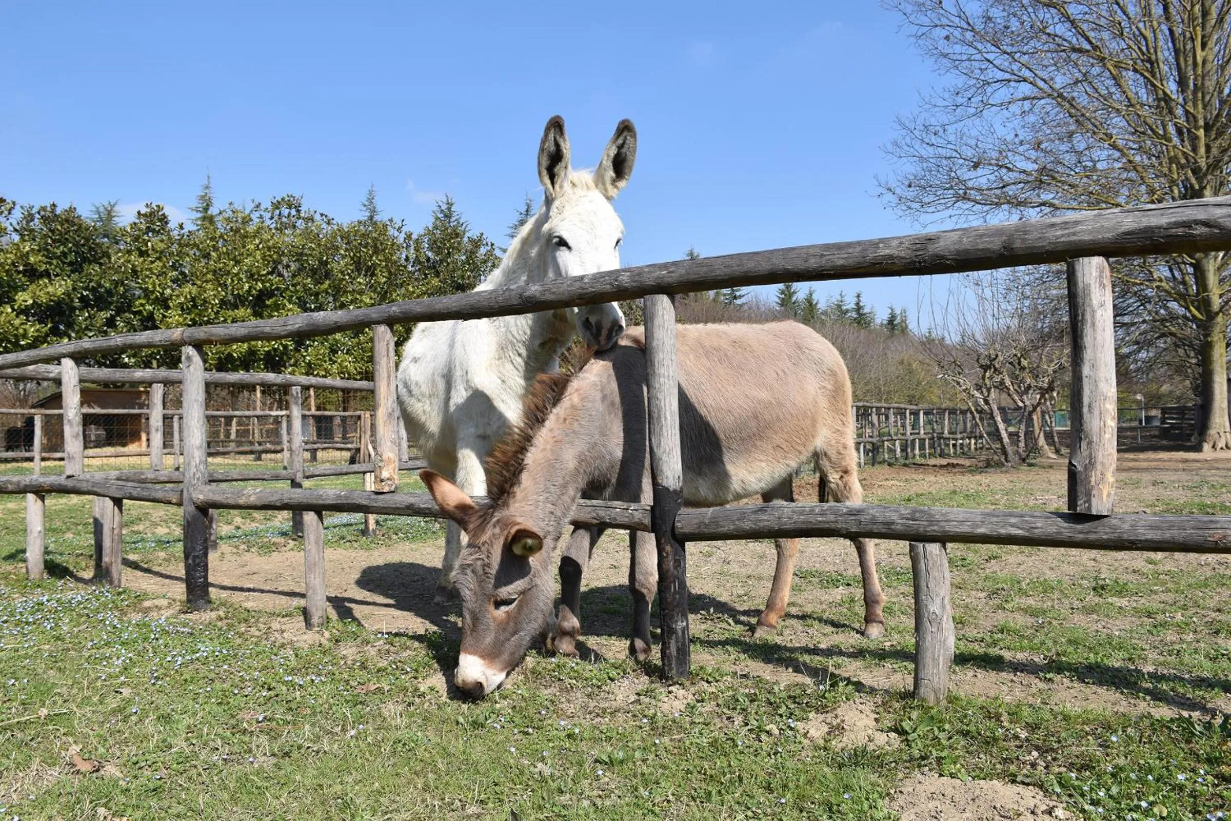 Animals in Venicegreen Agriresort