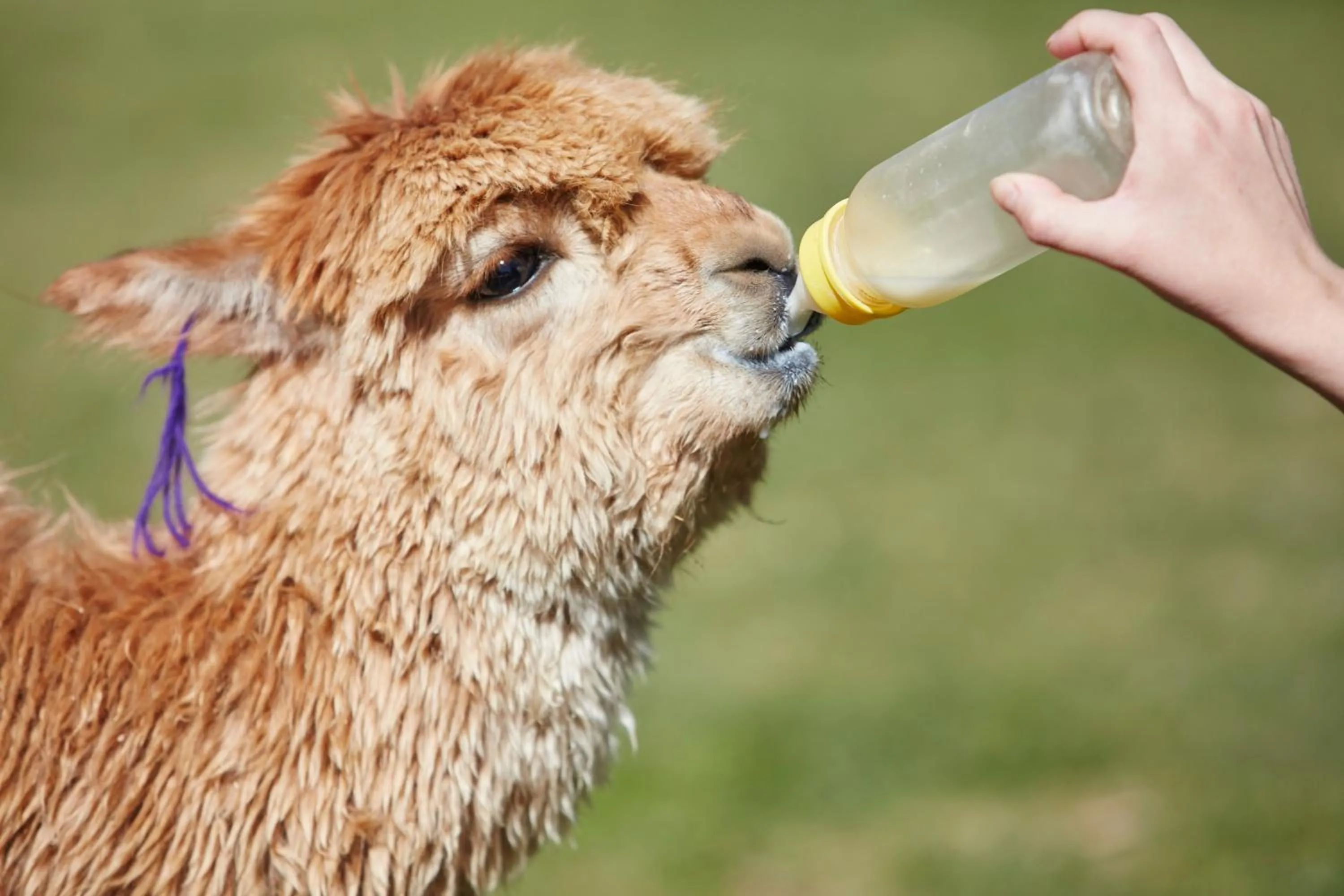 Activities in Las Casitas, A Belmond Hotel, Colca Canyon