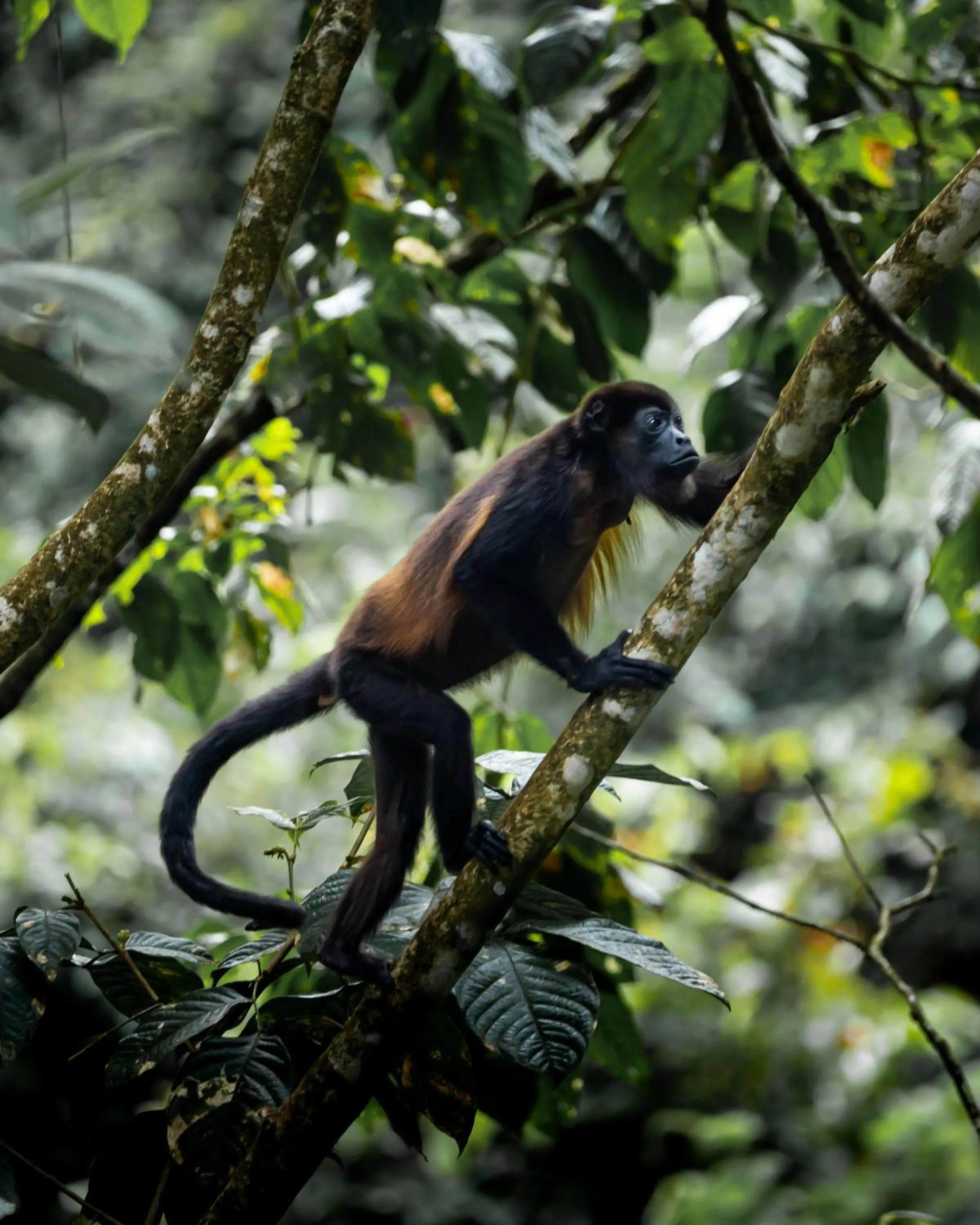 Natural landscape in Hideaway Rio Celeste Hotel