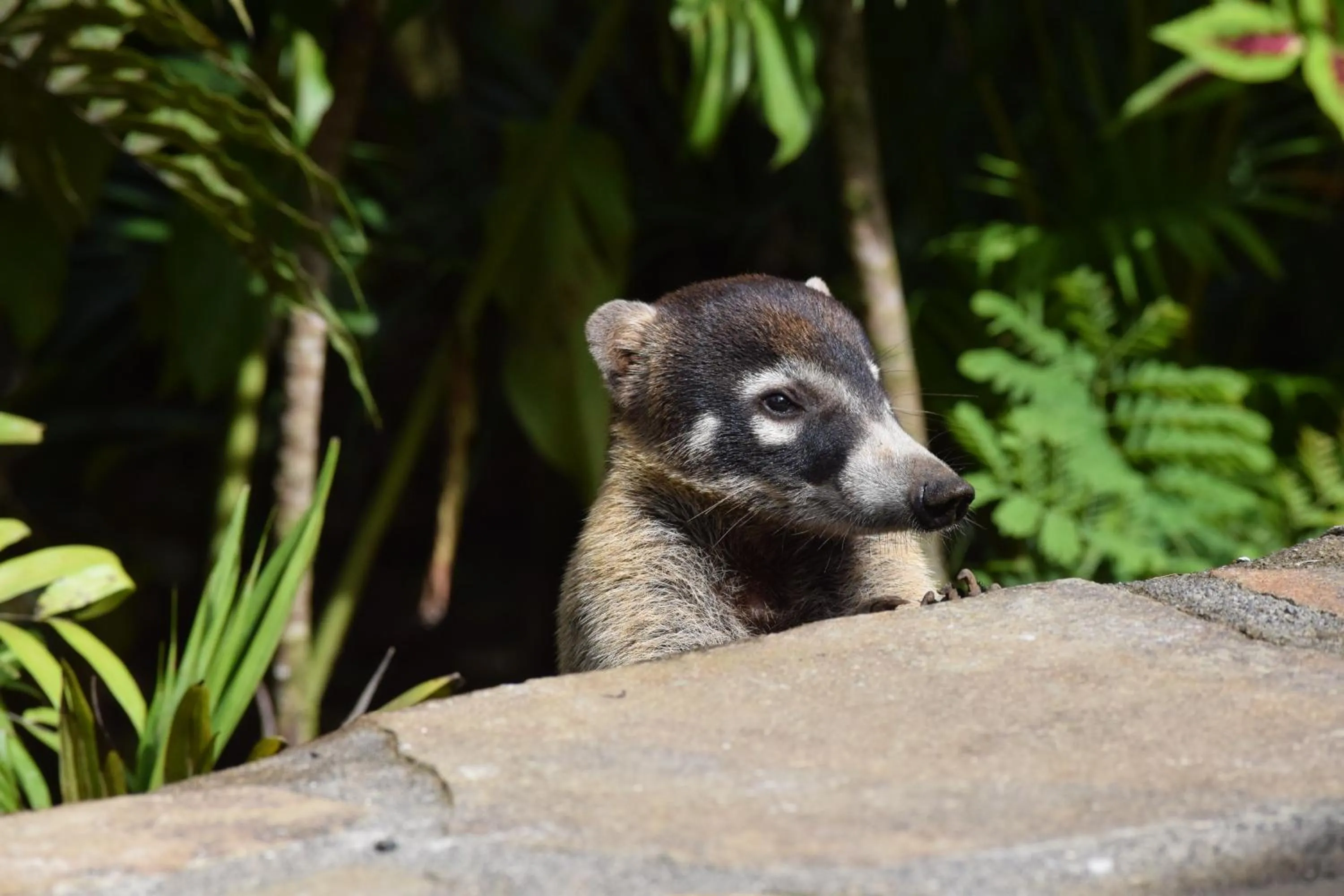 Animals in Hideaway Rio Celeste Hotel