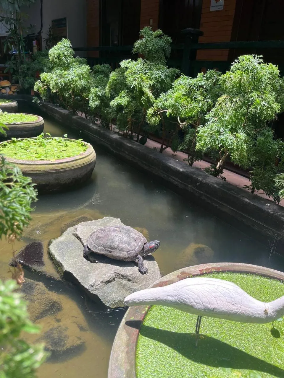 Spring in Jasmine Lodge Siem Reap