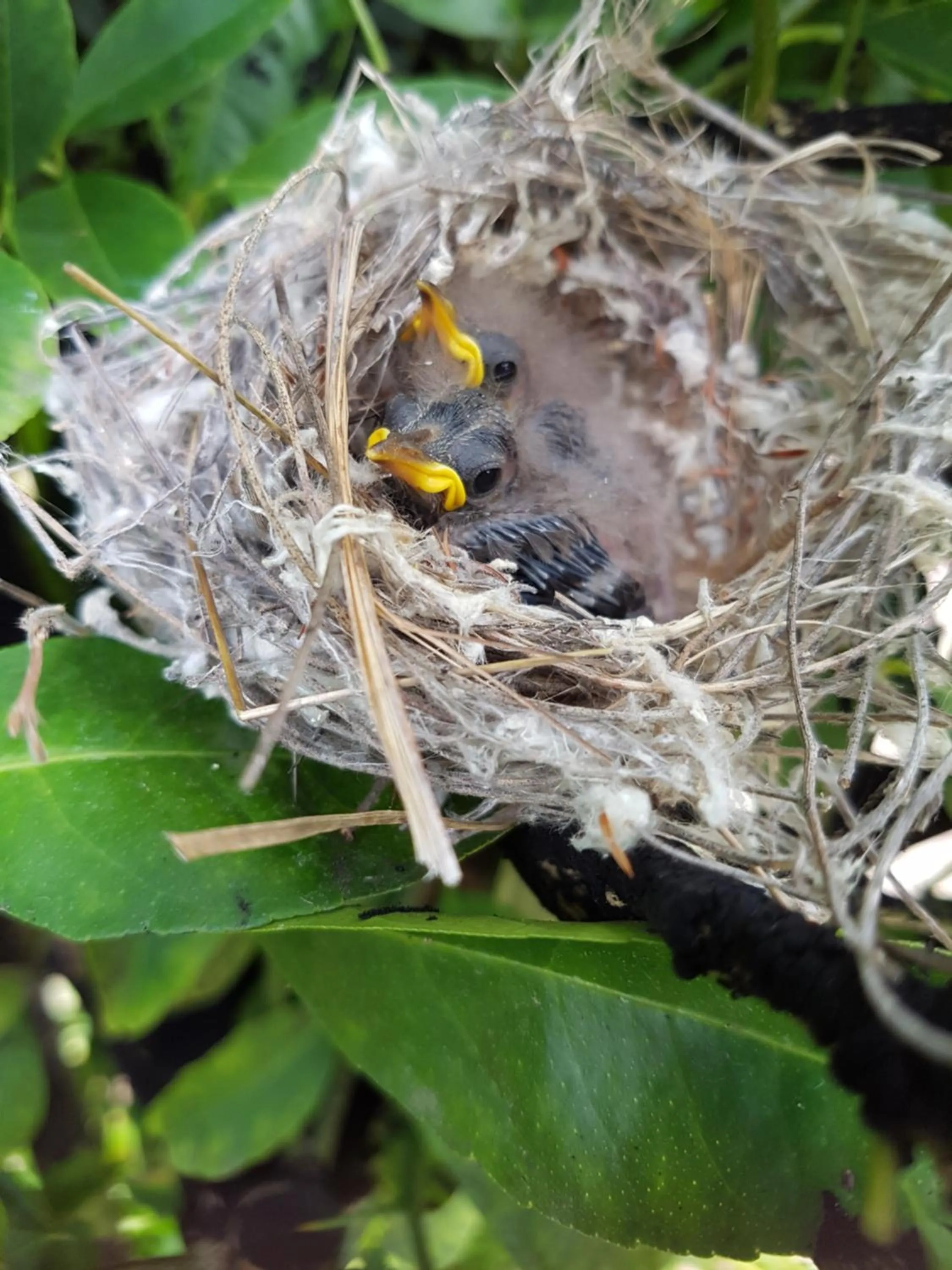 Day, Other Animals in The Heights Bed & Breakfast