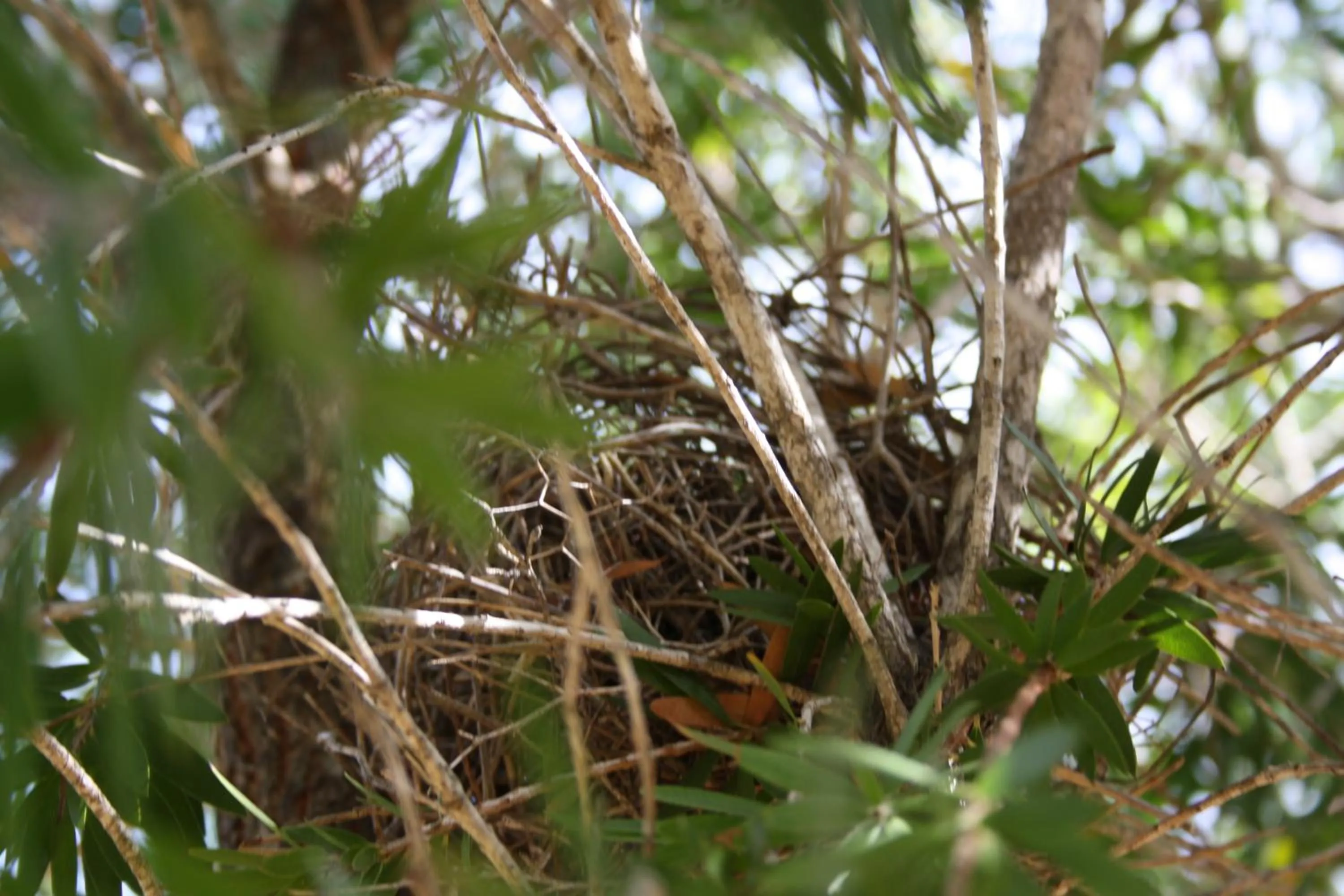 Garden, Other Animals in The Heights Bed & Breakfast