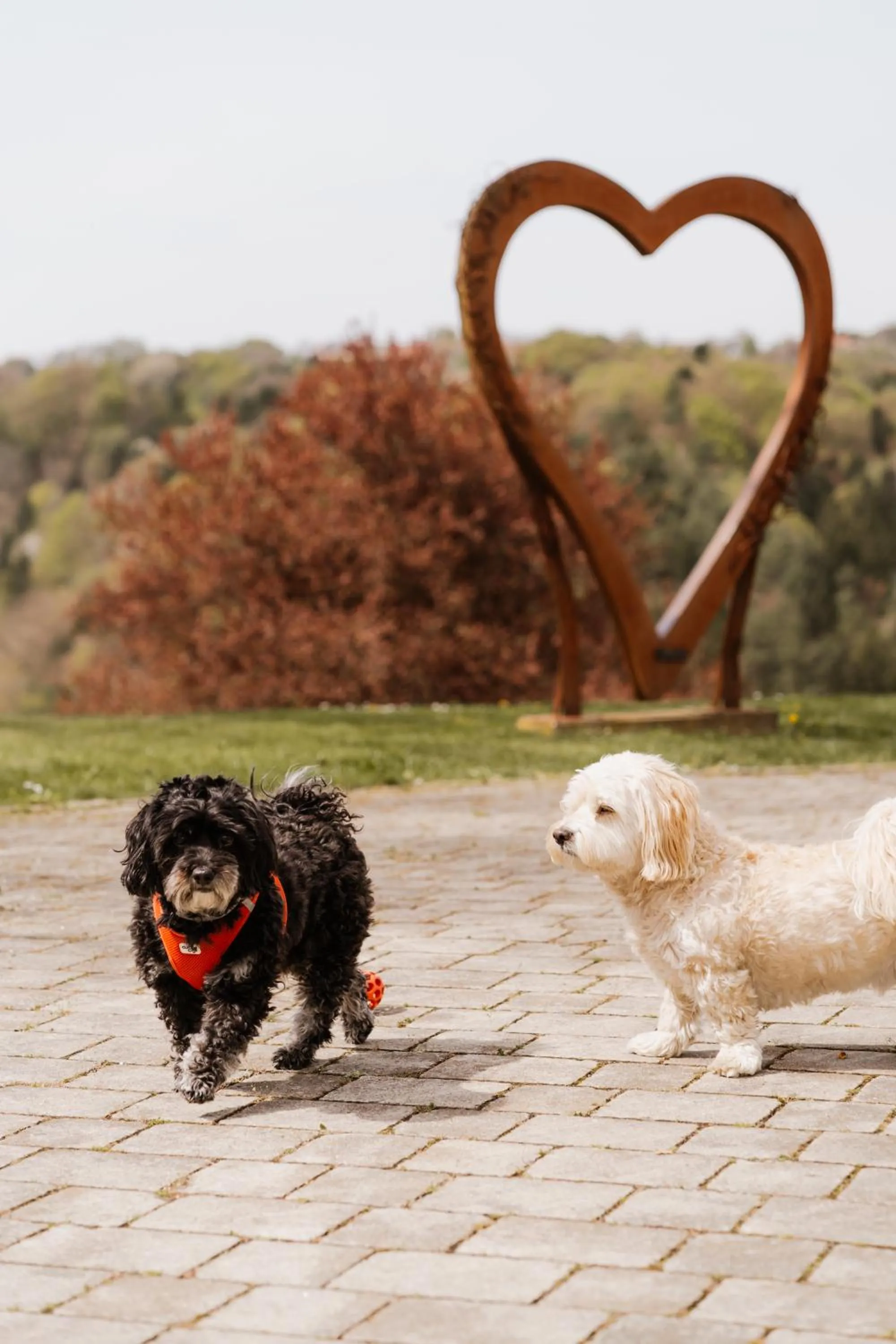 Pets in Das Eisenberg