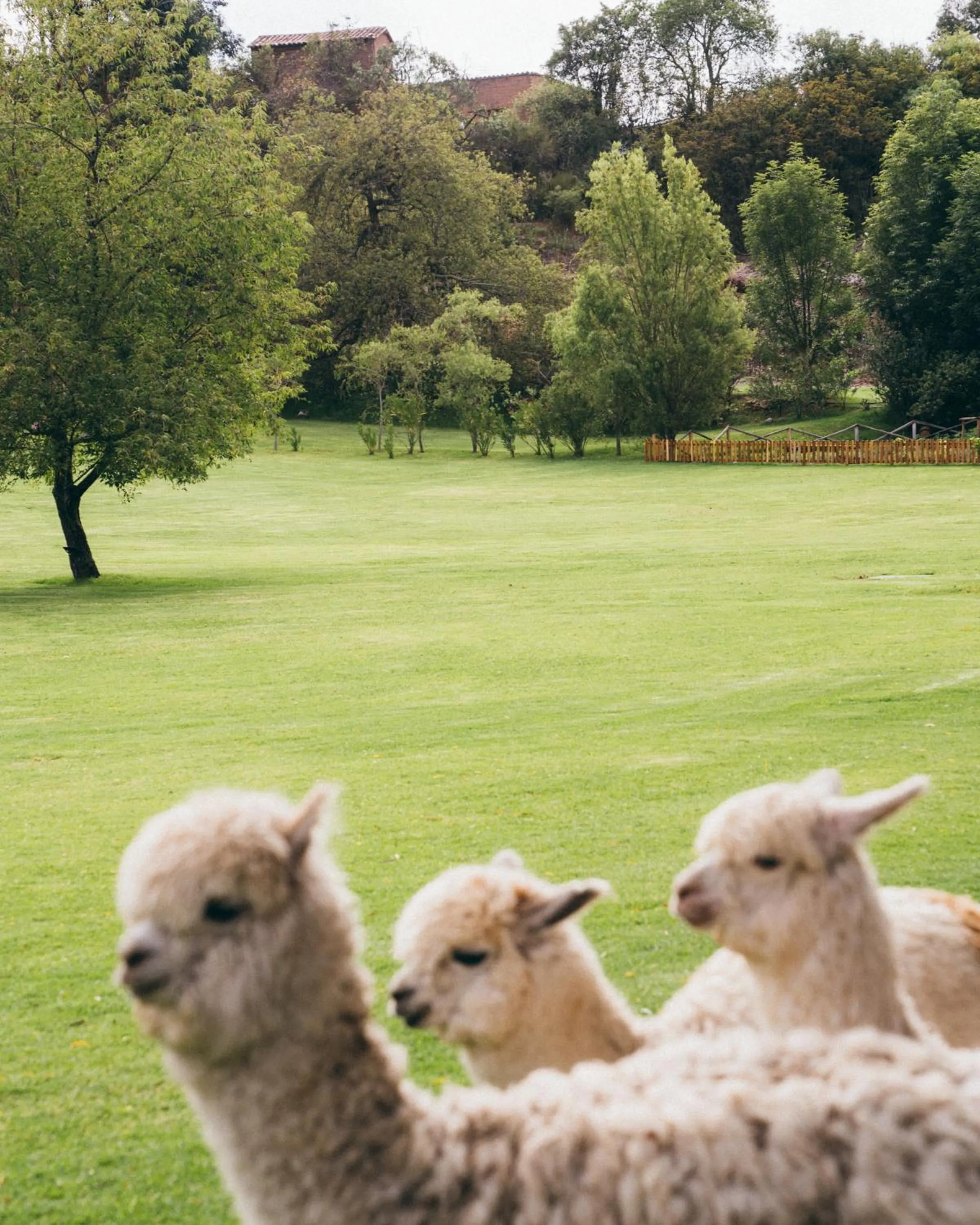 Animals in Rio Sagrado, A Belmond Hotel, Sacred Valley