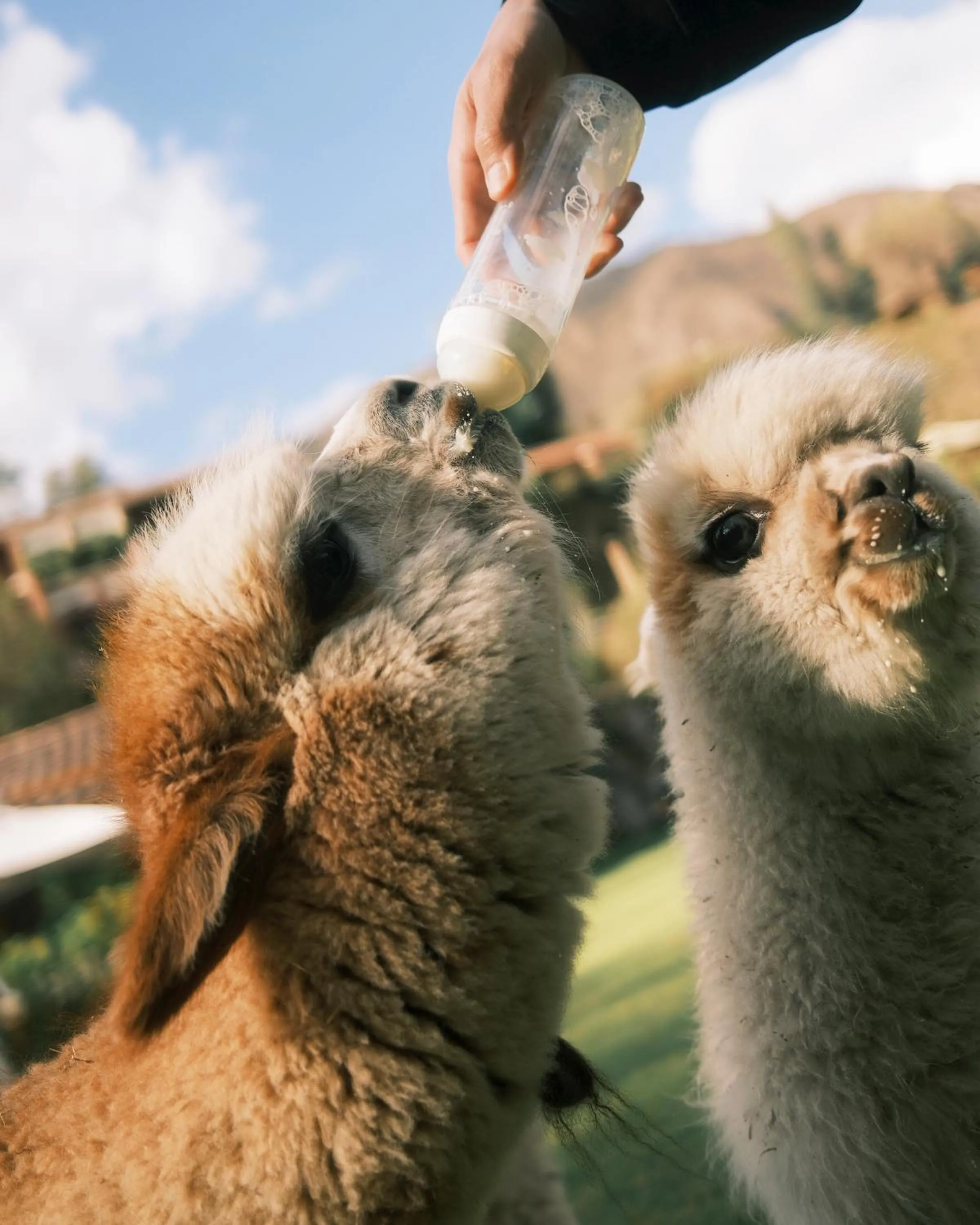 Activities in Rio Sagrado, A Belmond Hotel, Sacred Valley