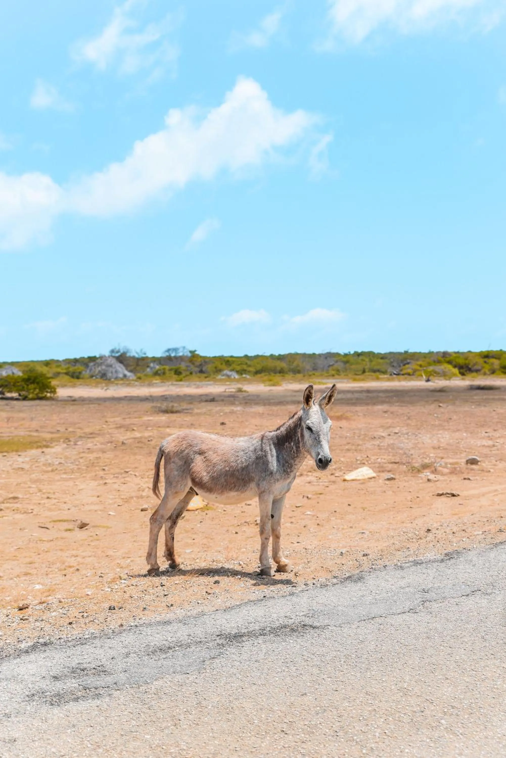 Natural landscape in Sorobon Luxury Beach Resort