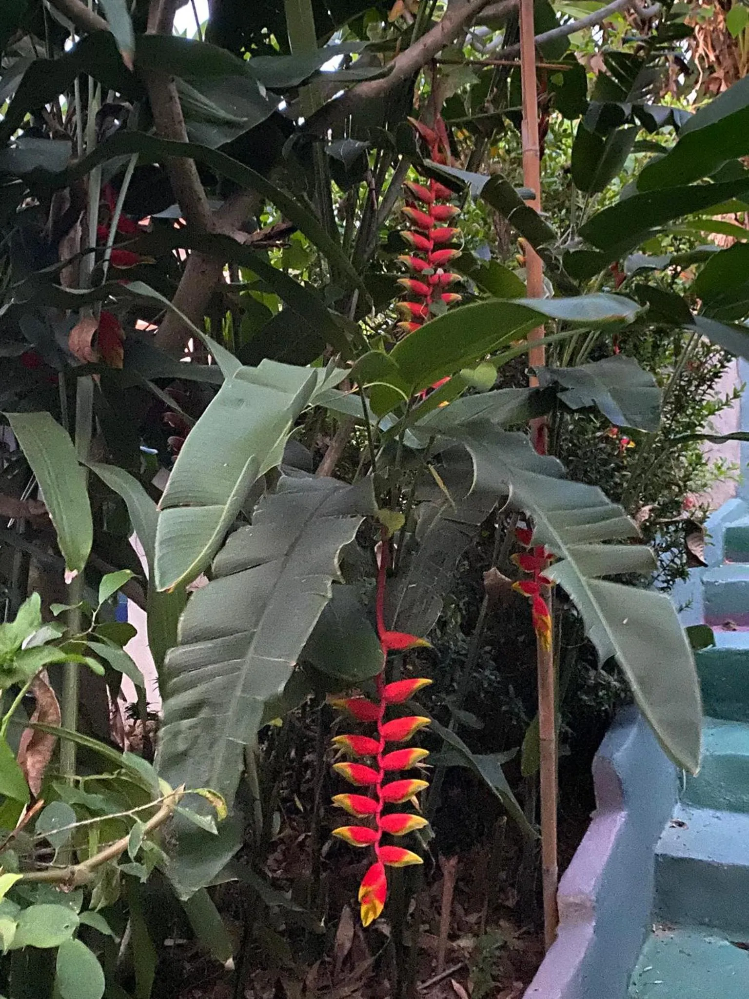 Garden in Kata Leaf Resort Phuket -