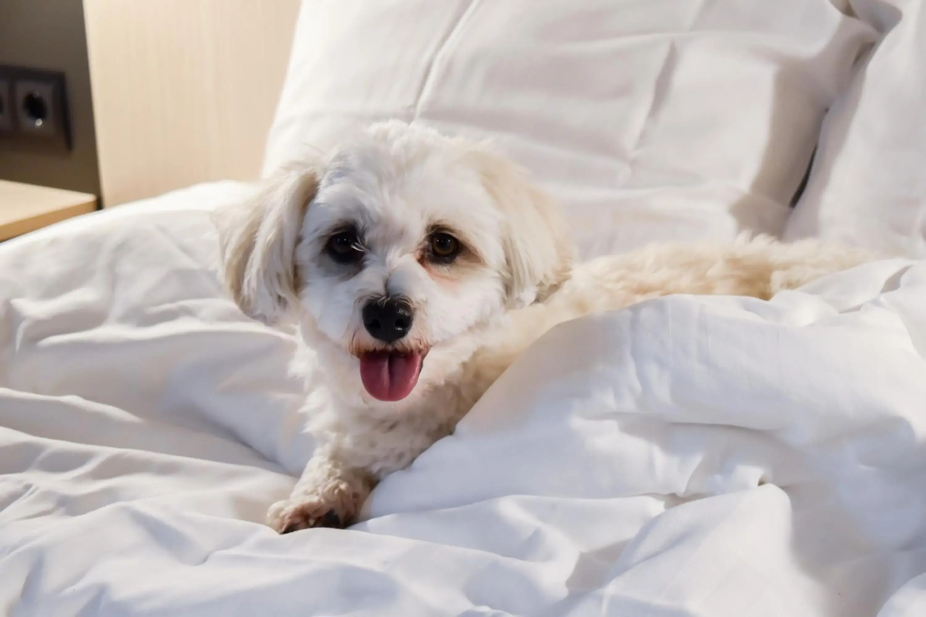 Good Morning Twin Room in Good Morning Mölndal Good Morning Twin Room in Good Morning Mölndal