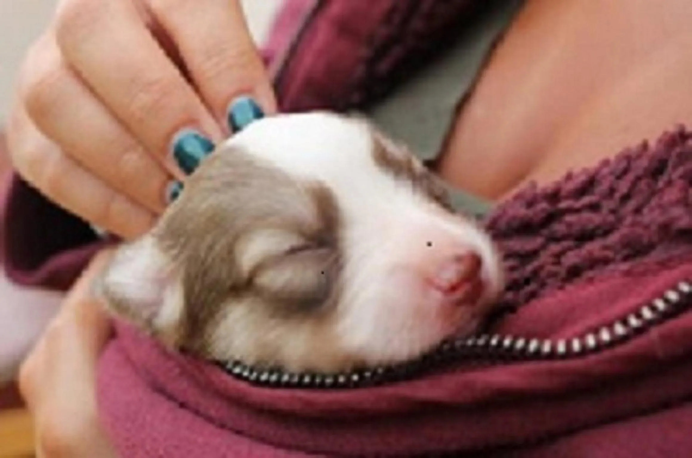 Pets in Estate Kares