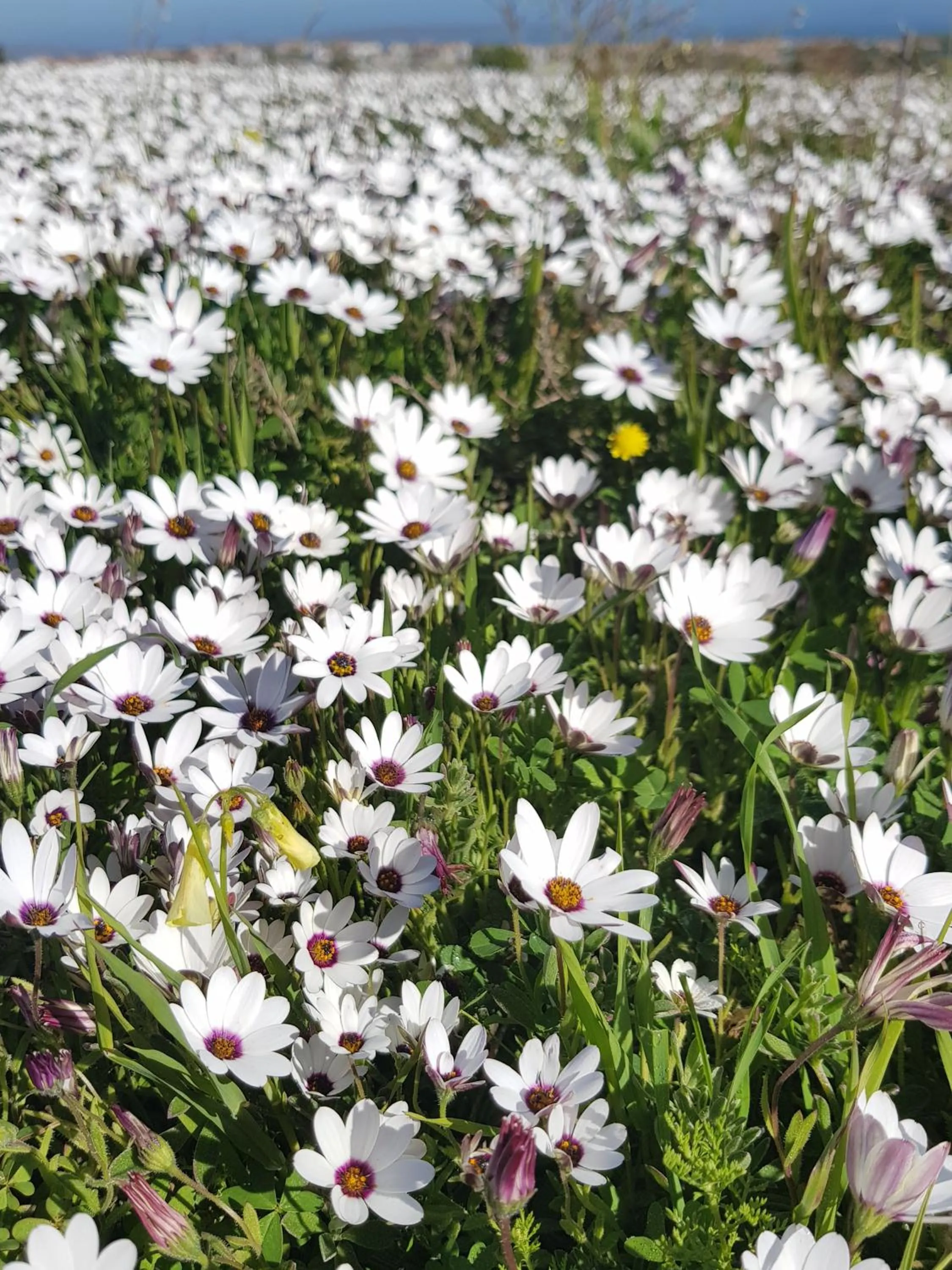 Spring in Three Feathers Cottages