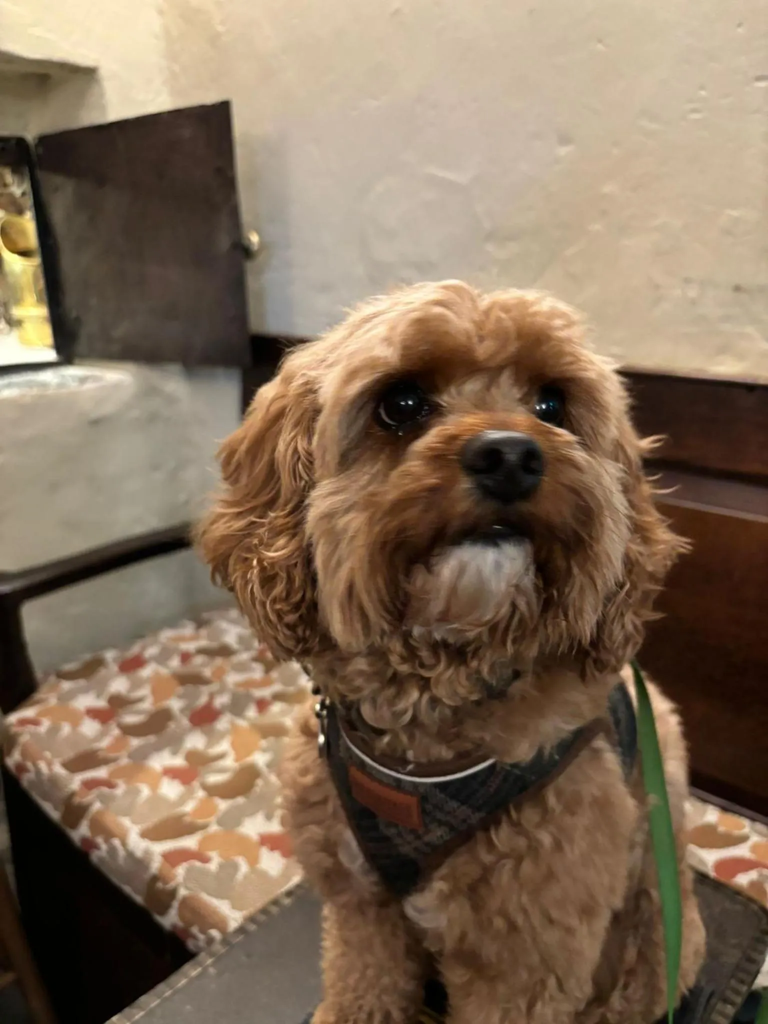 pet friendly in Royal Oak Hotel