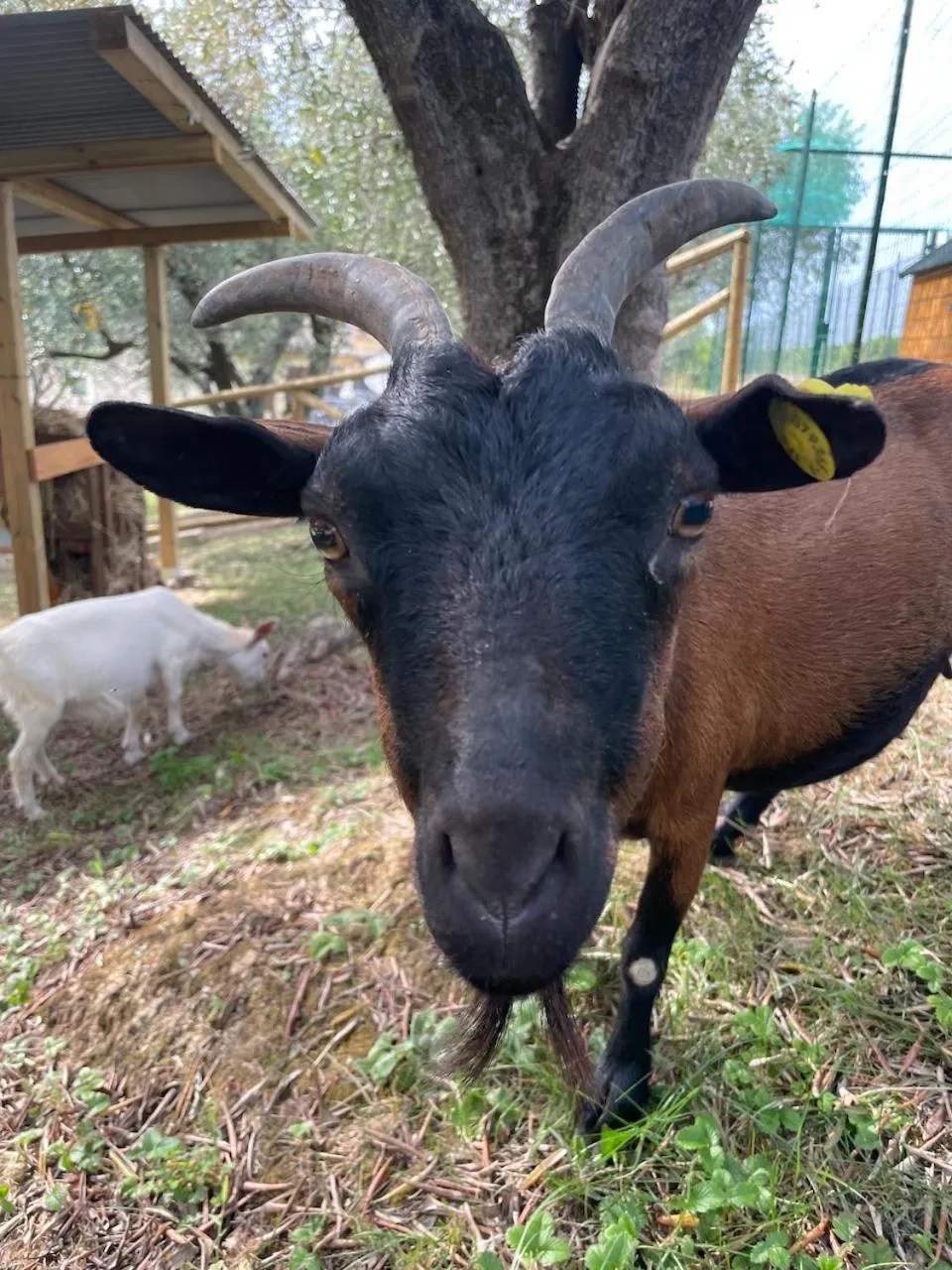 Activities in Bertoletta Village Apartments