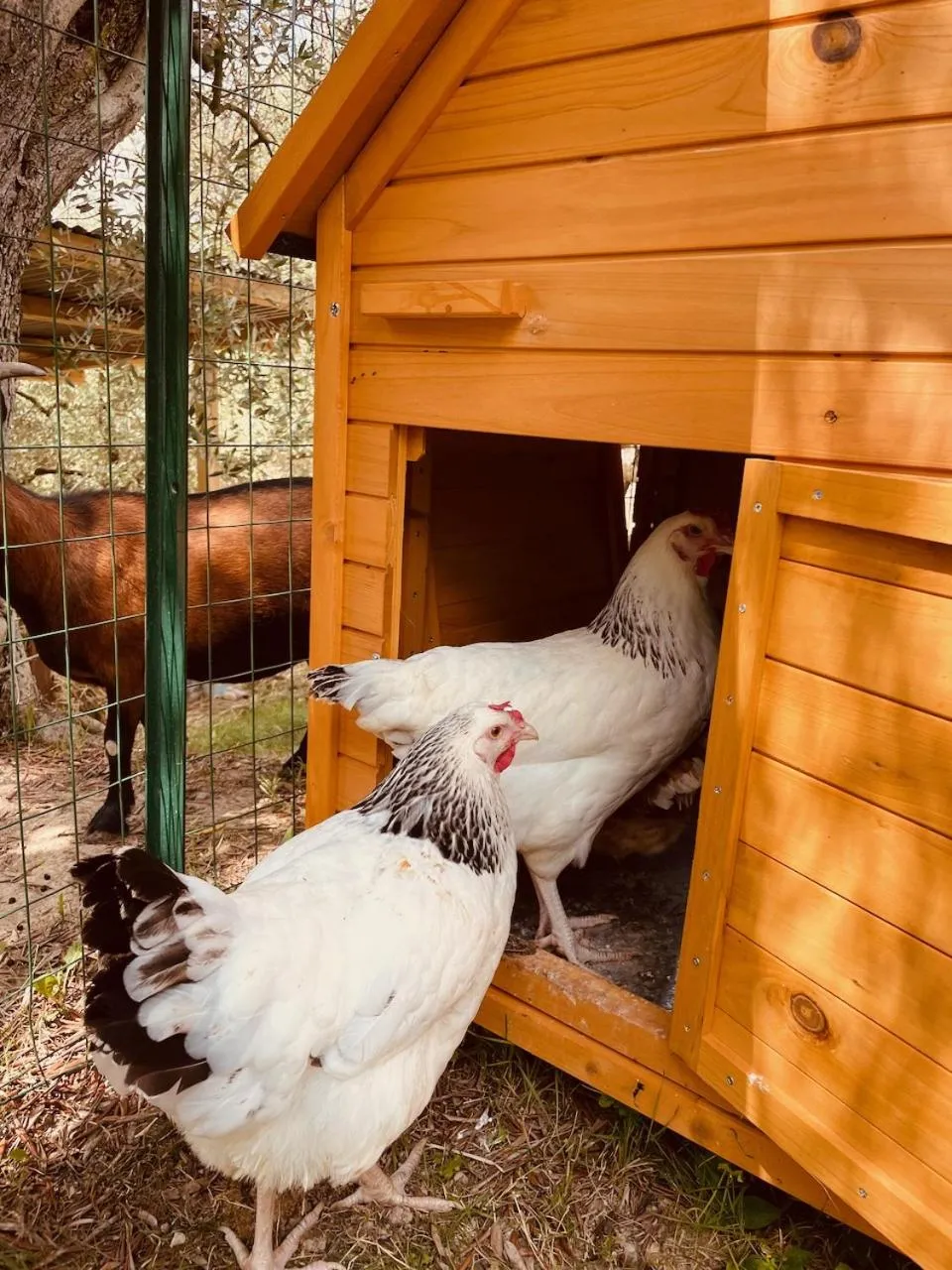 Activities in Bertoletta Village Apartments