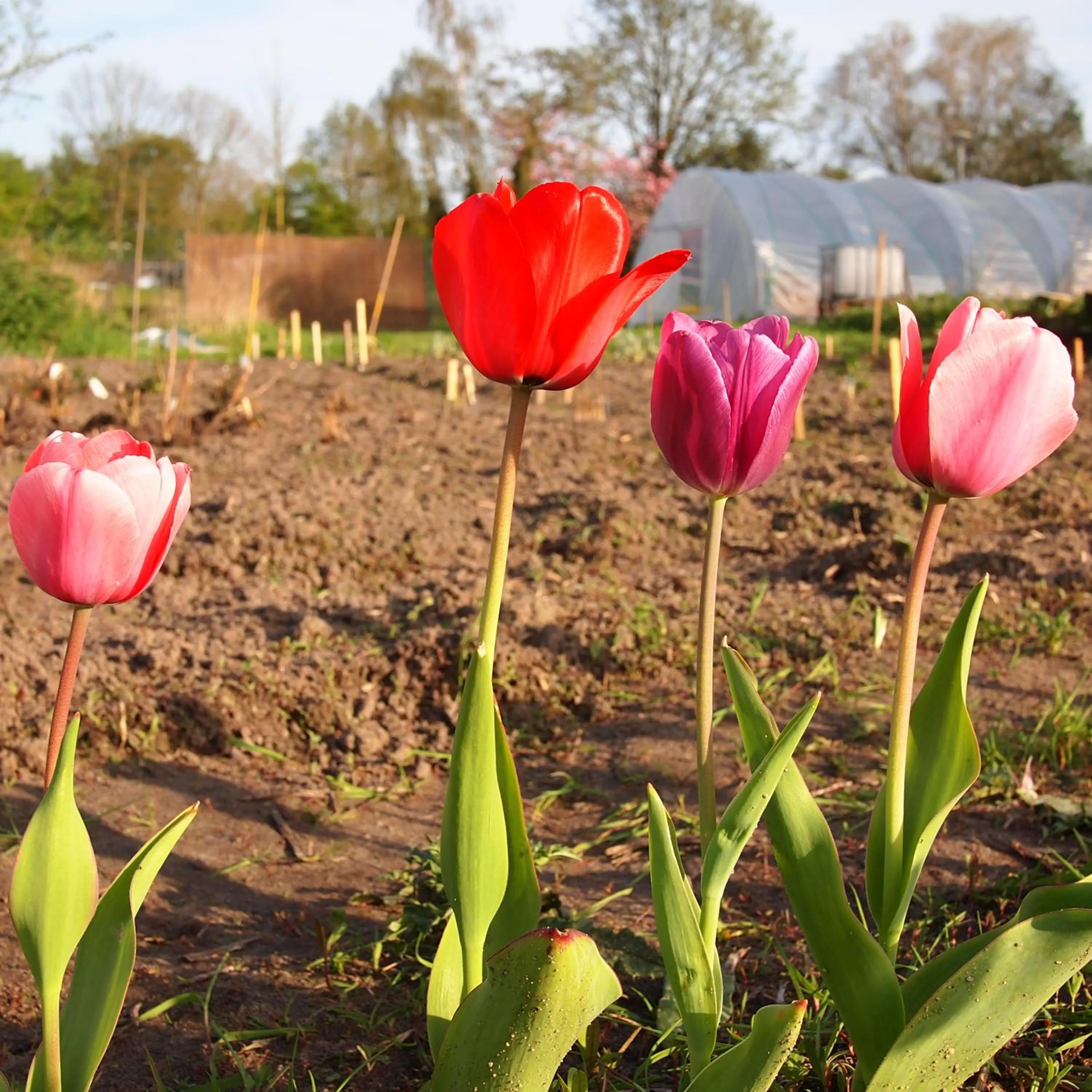 Garden in Amsterdam Farm Lodge