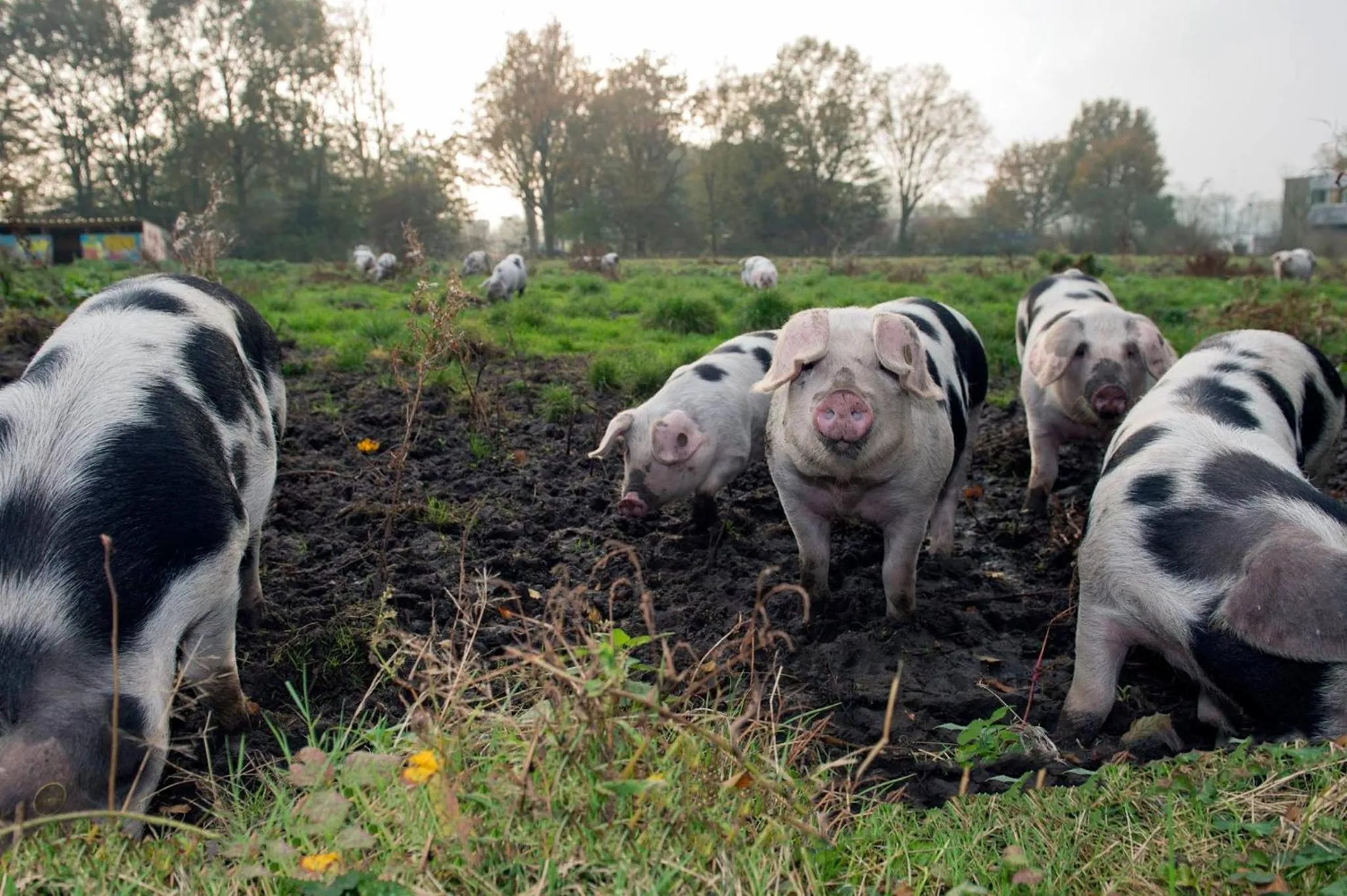 Animals in Amsterdam Farm Lodge