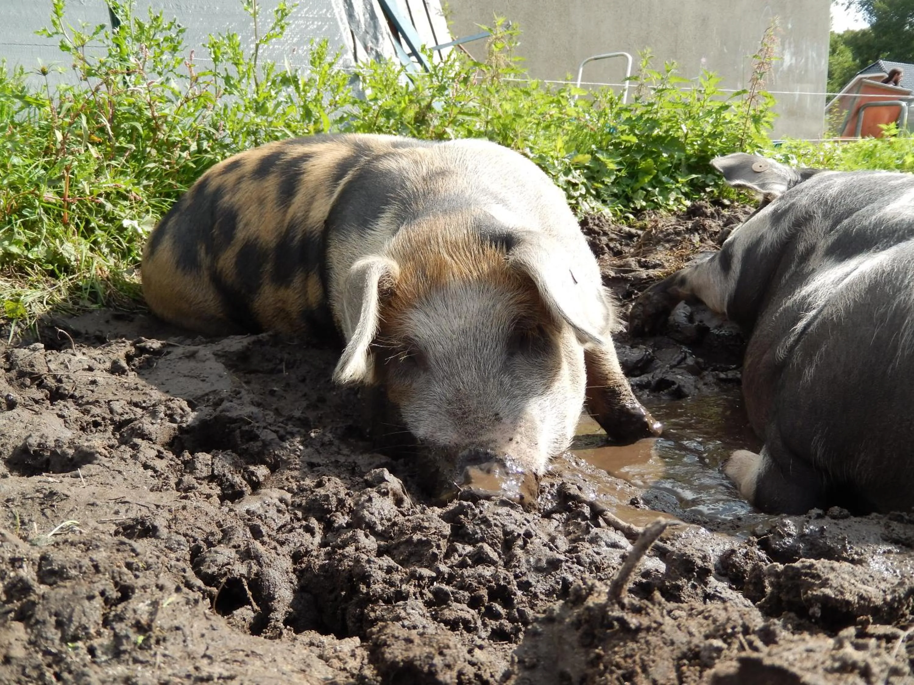 On site in Amsterdam Farm Lodge