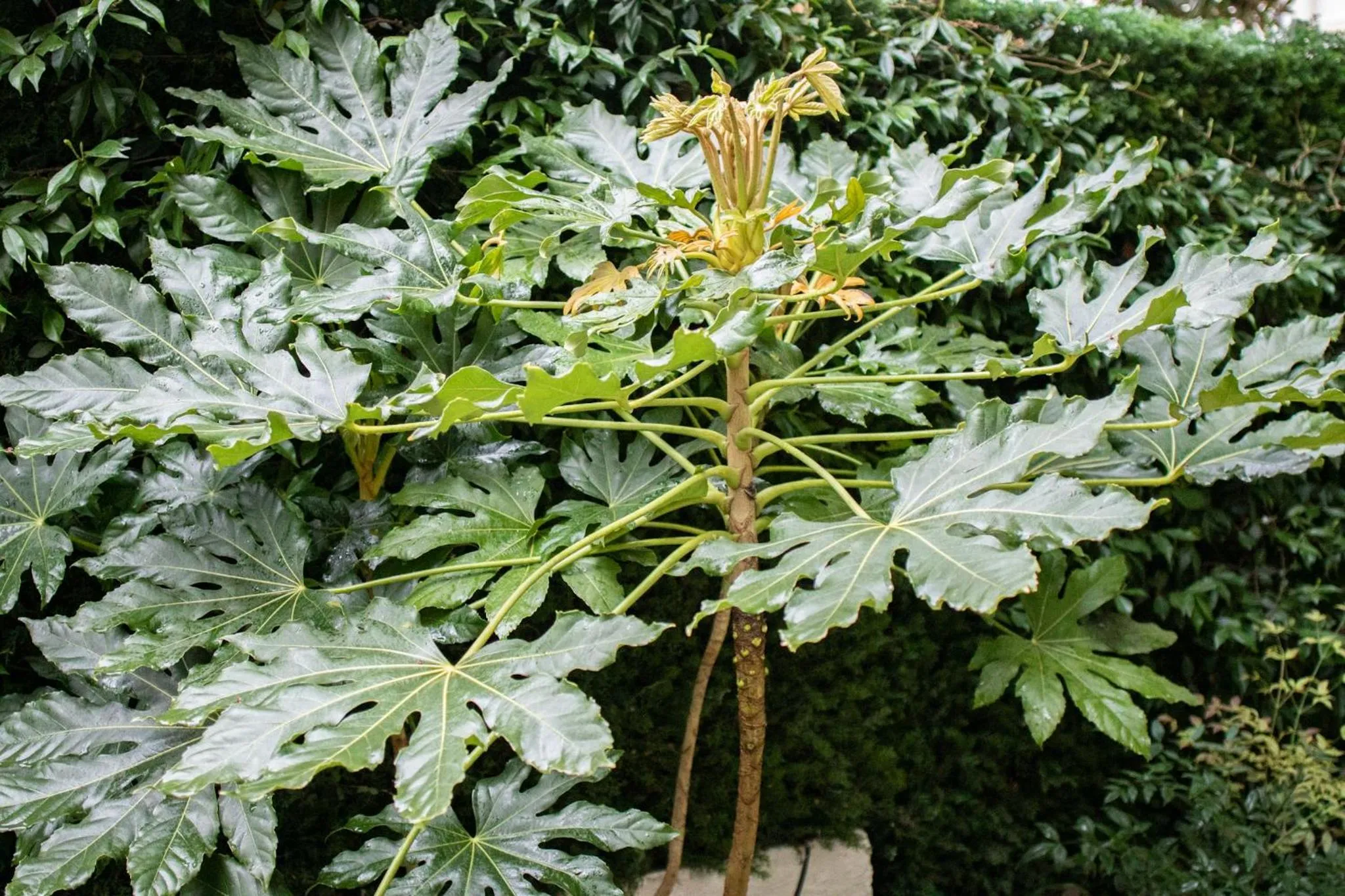 Garden in Hotel Molière