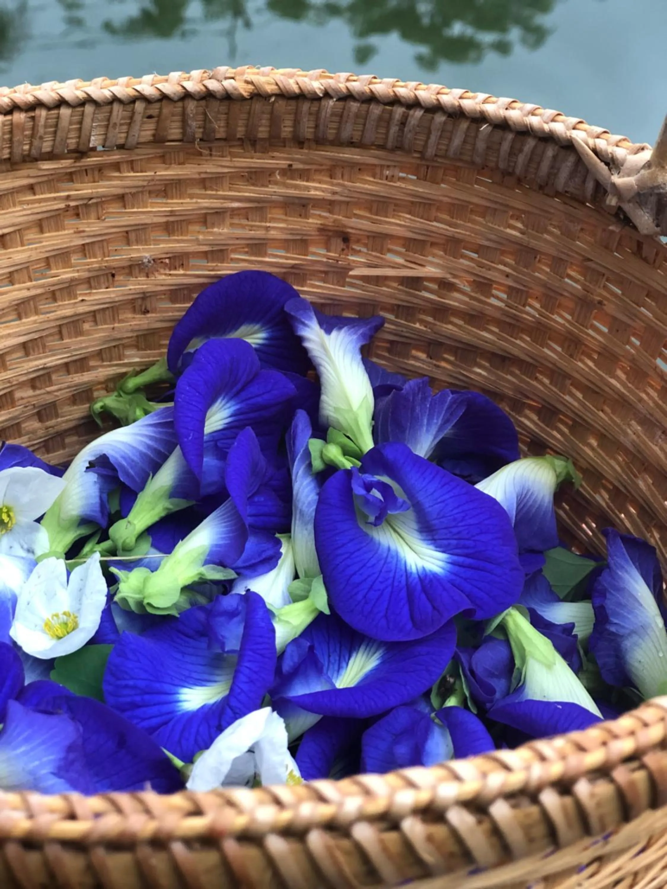 Pura Vida Pai Resort