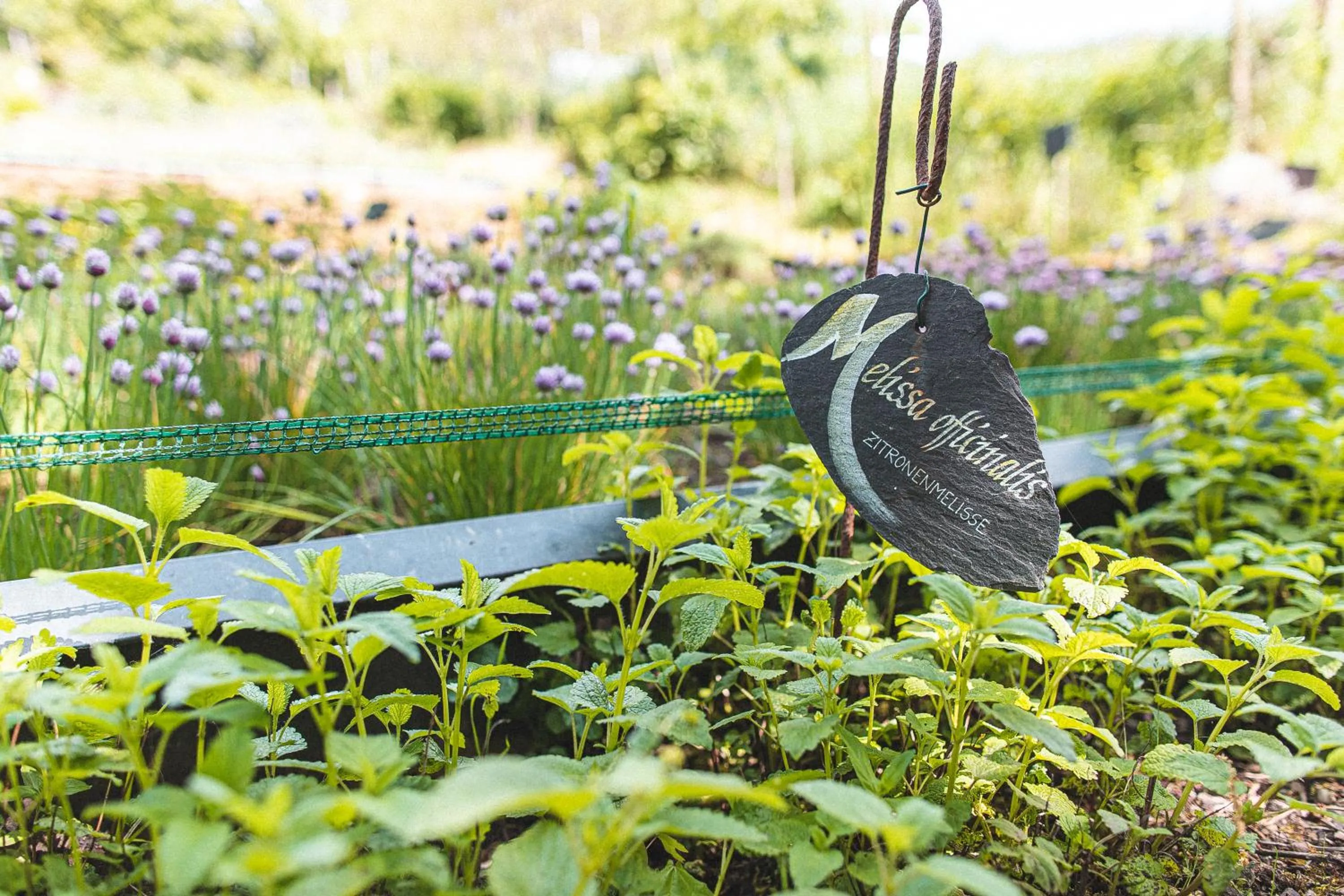 Restaurant/places to eat in Mühle am Schlossberg