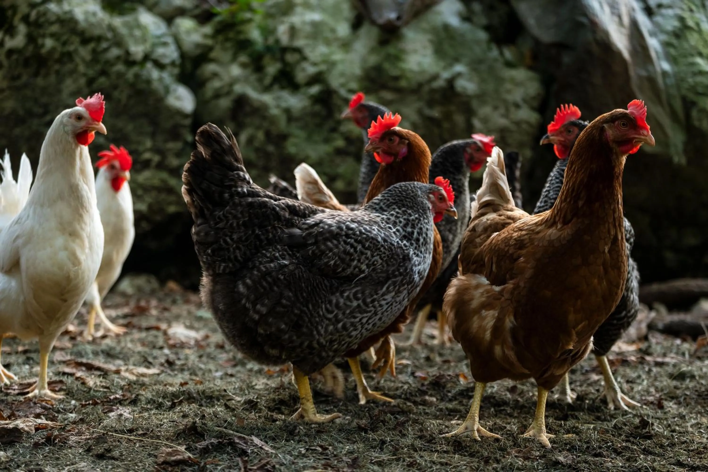 Pristava Lepena Village