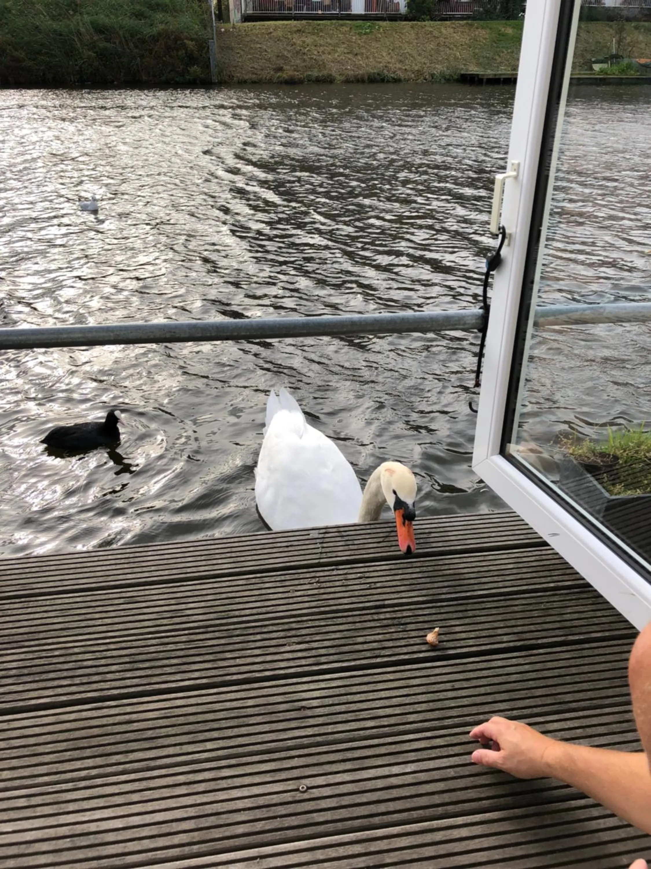 Other Animals in Romantic room in a houseboat