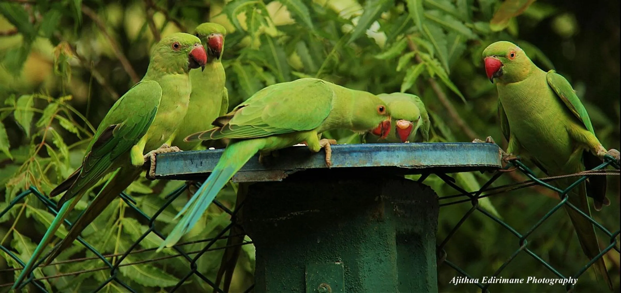 Animals in Sigiri Shen Residence