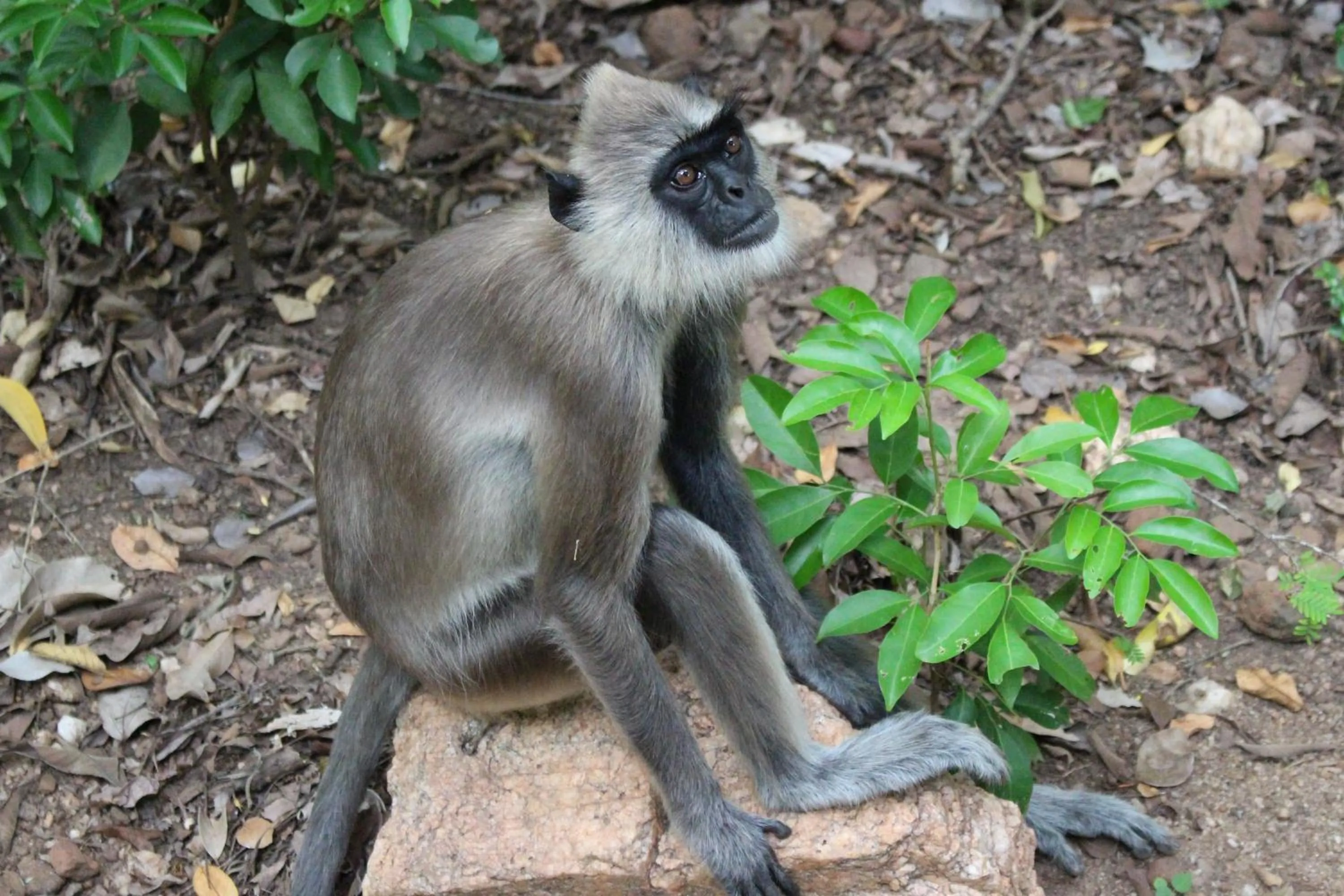 Animals in Sigiri Shen Residence