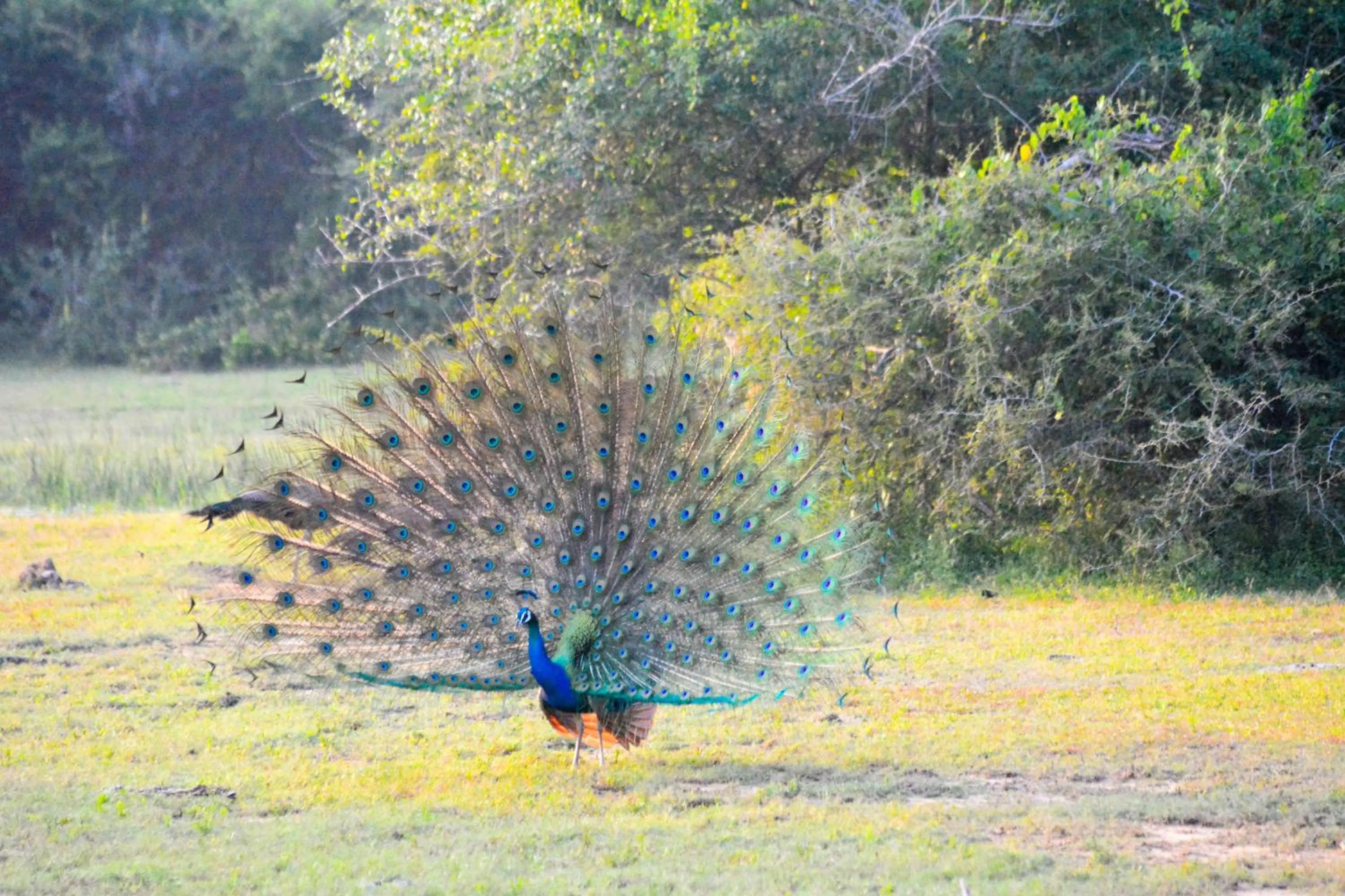 Animals in Sigiri Shen Residence