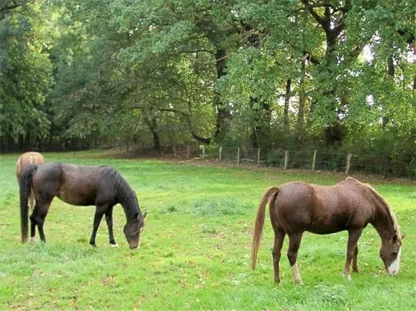 Horse-riding in Hotel zur Wasserburg
