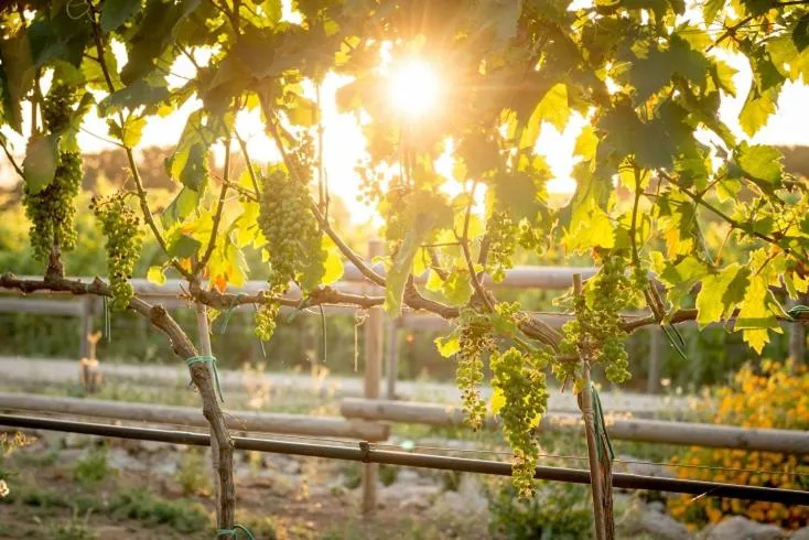 Natural landscape in Agriturismo Vigna Corallo