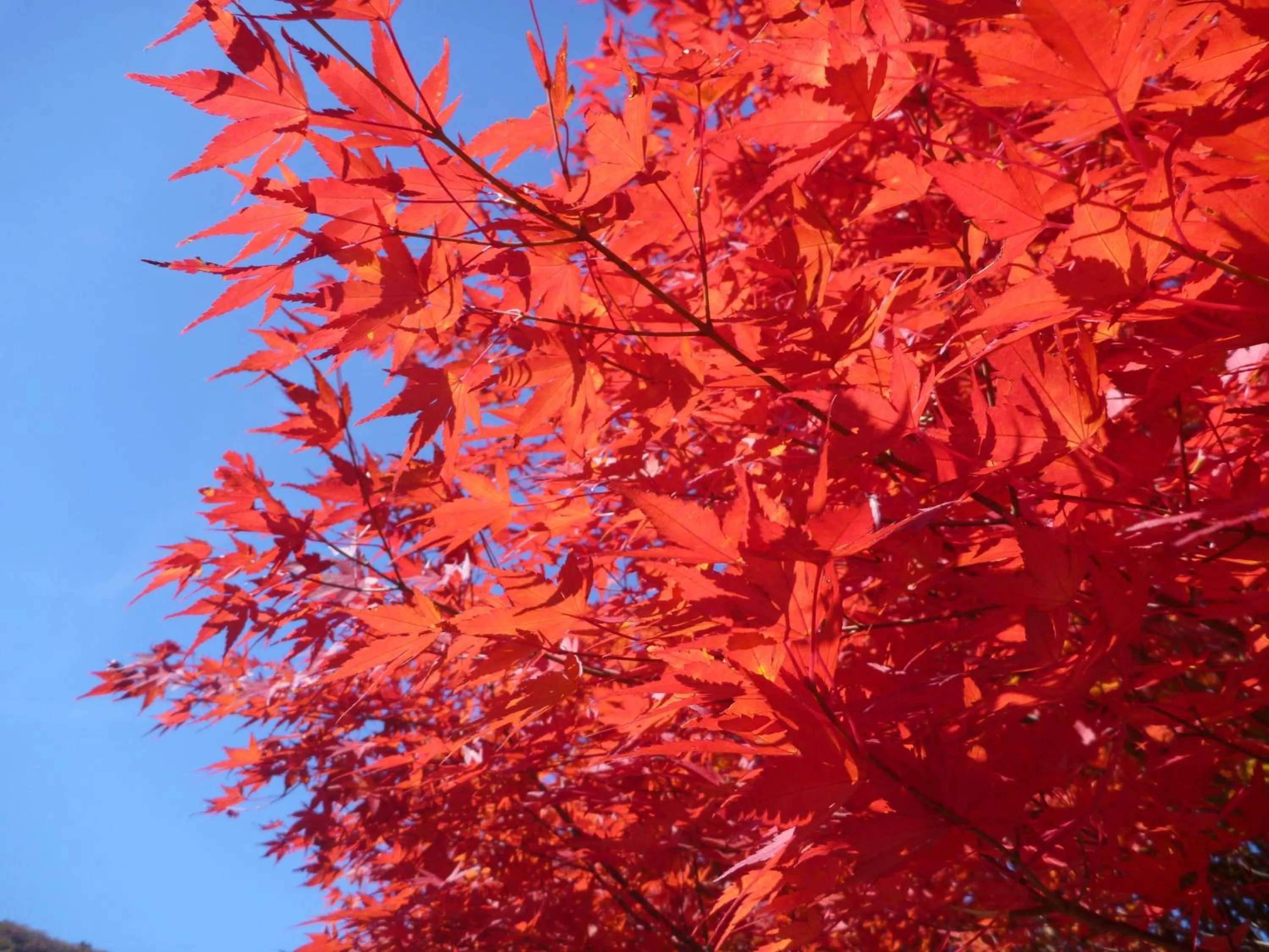 Day in Shima Onsen Kashiwaya Ryokan