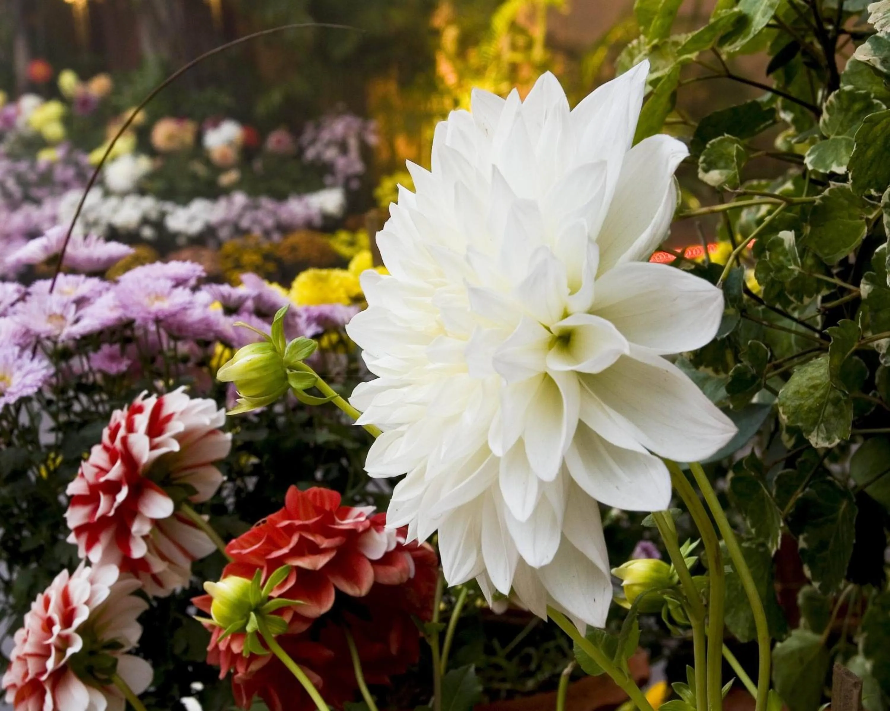 Garden view in Mayfair Rourkela