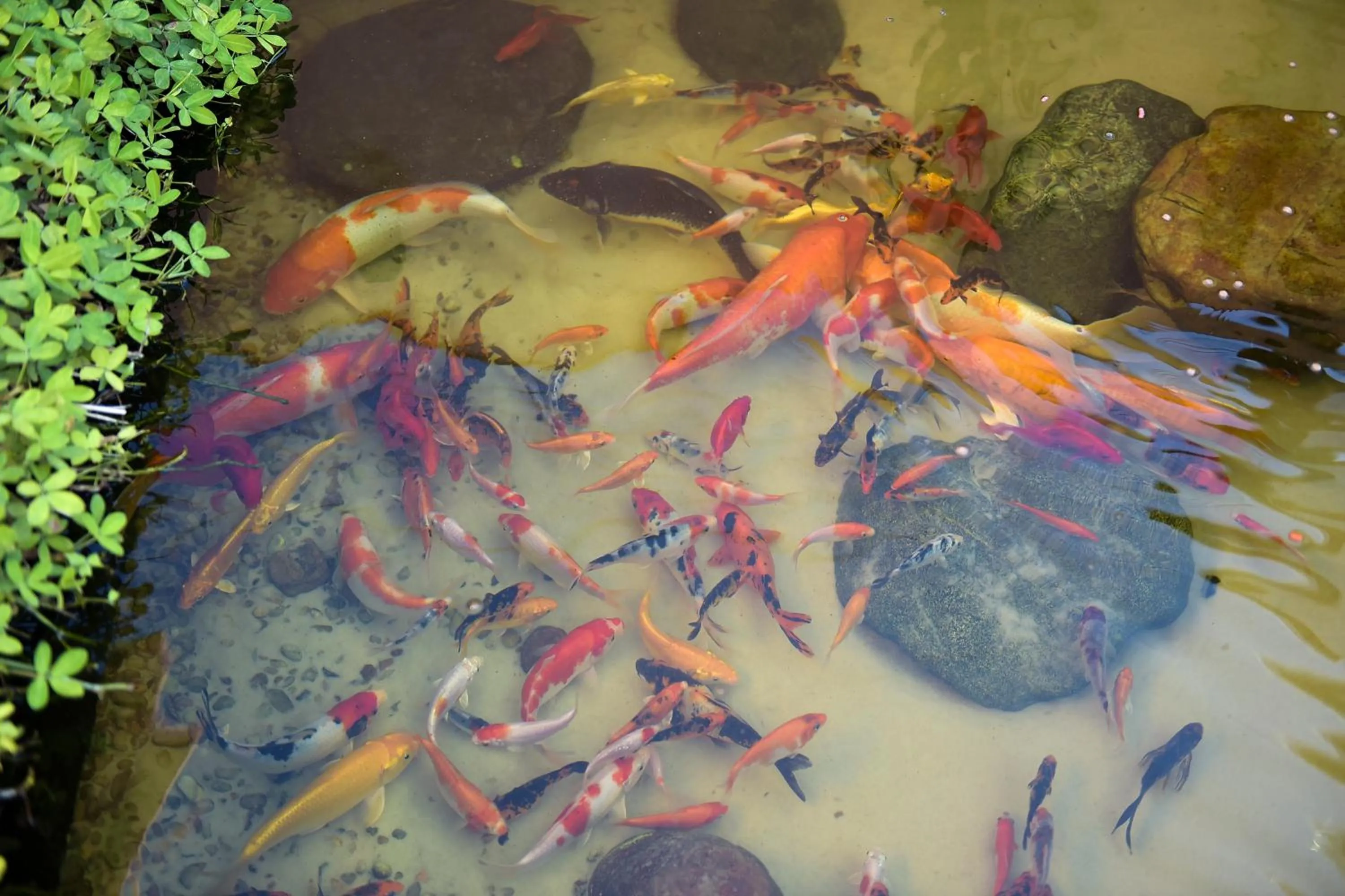 Lake view in Recanto das Carpas