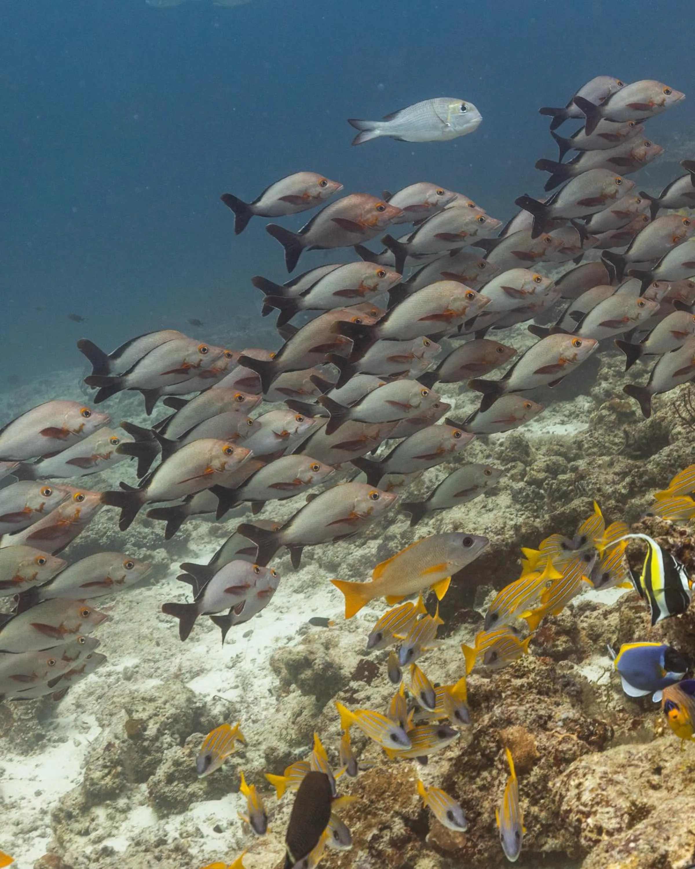Cinnamon Dhonveli Maldives