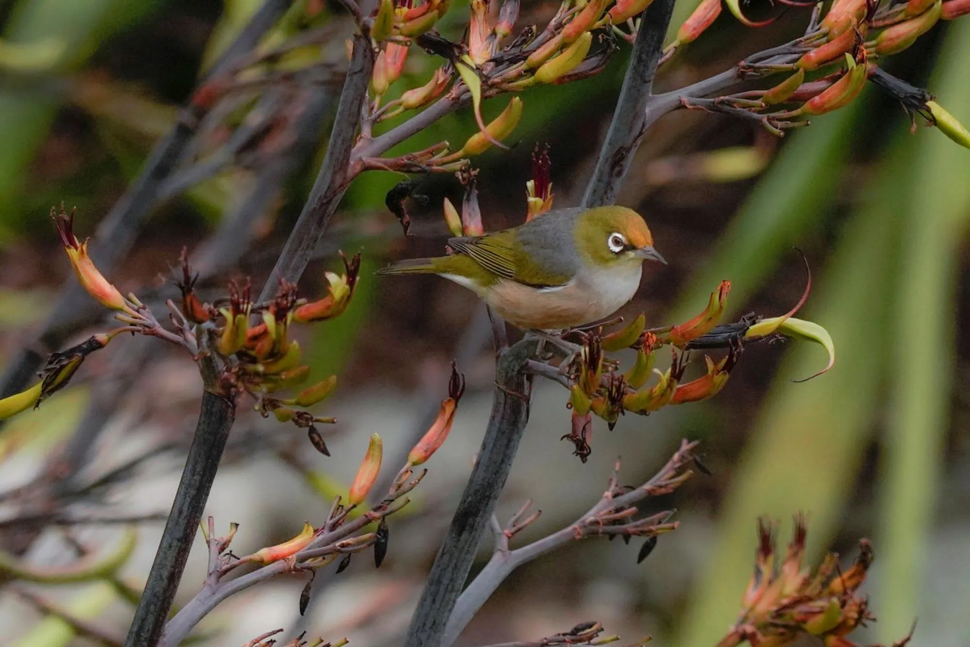 Animals in The Portage Resort