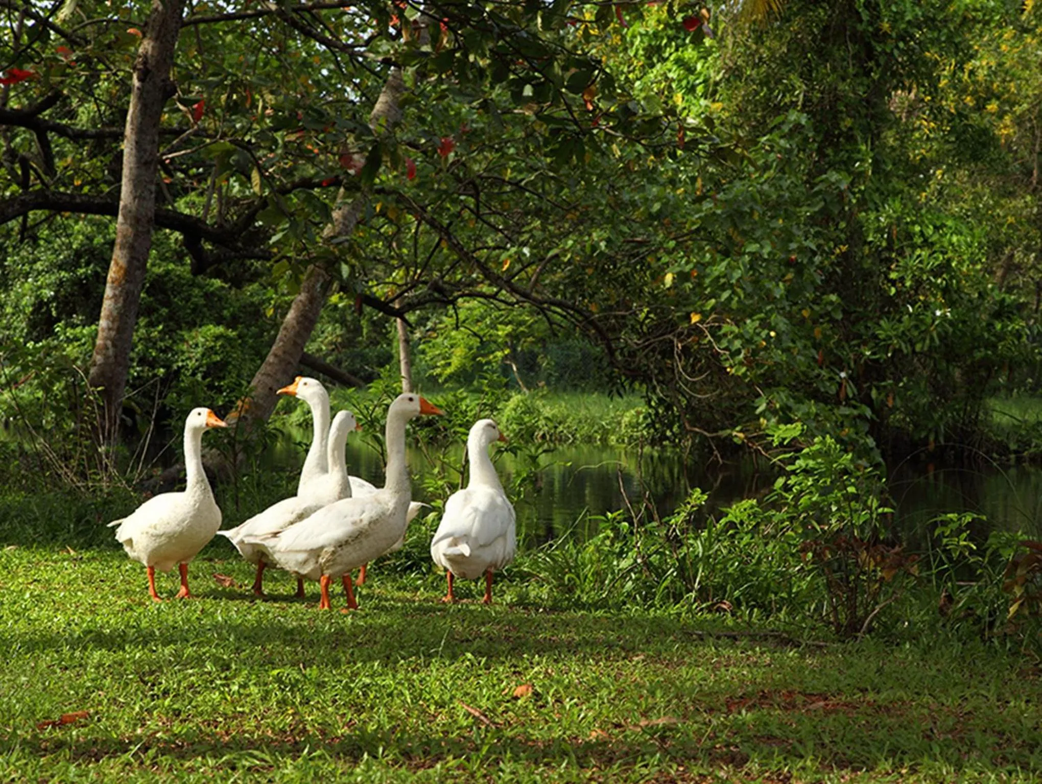 Animals in Abad Turtle Beach